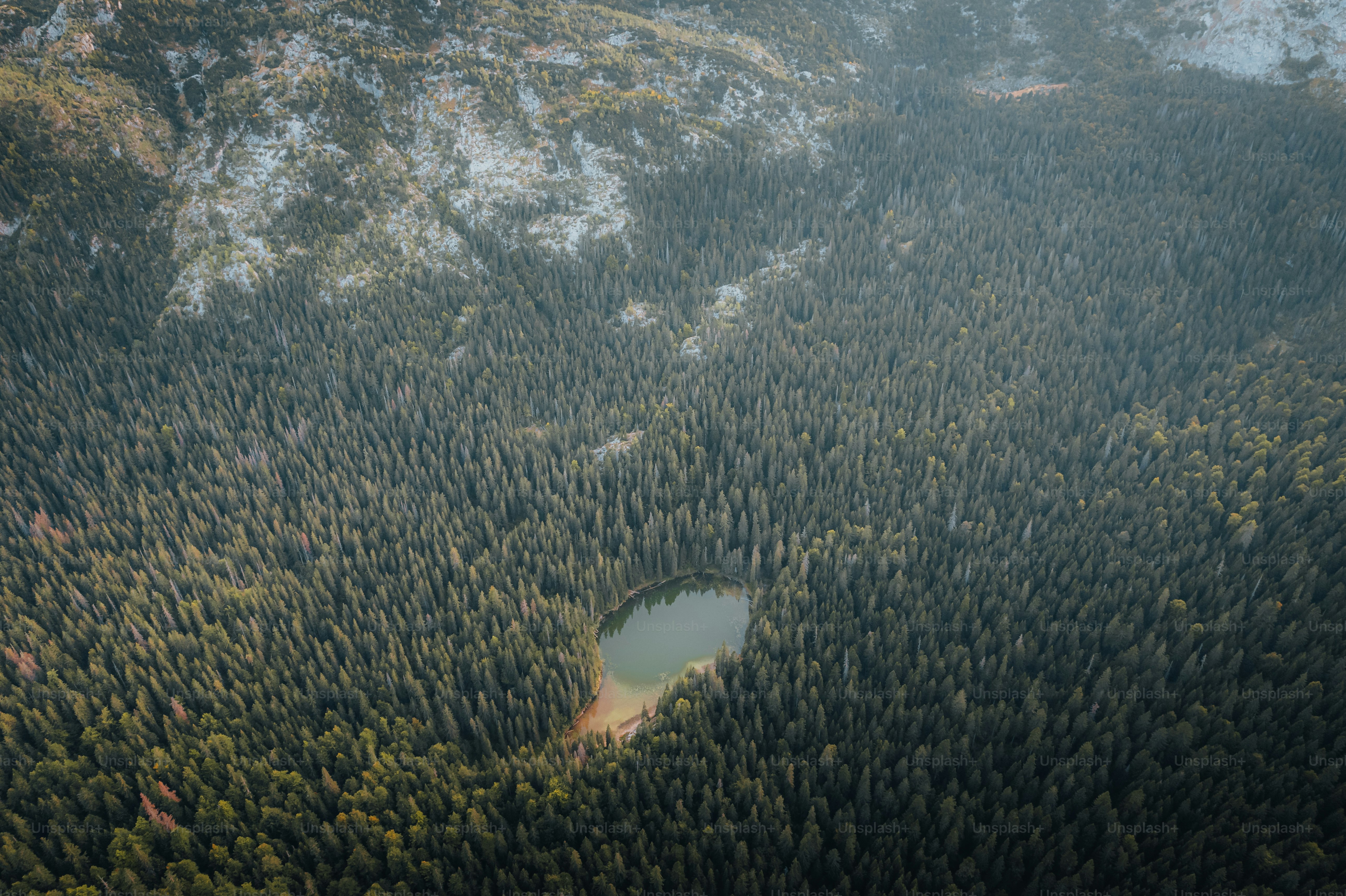 An aerial view of a forest and a lake