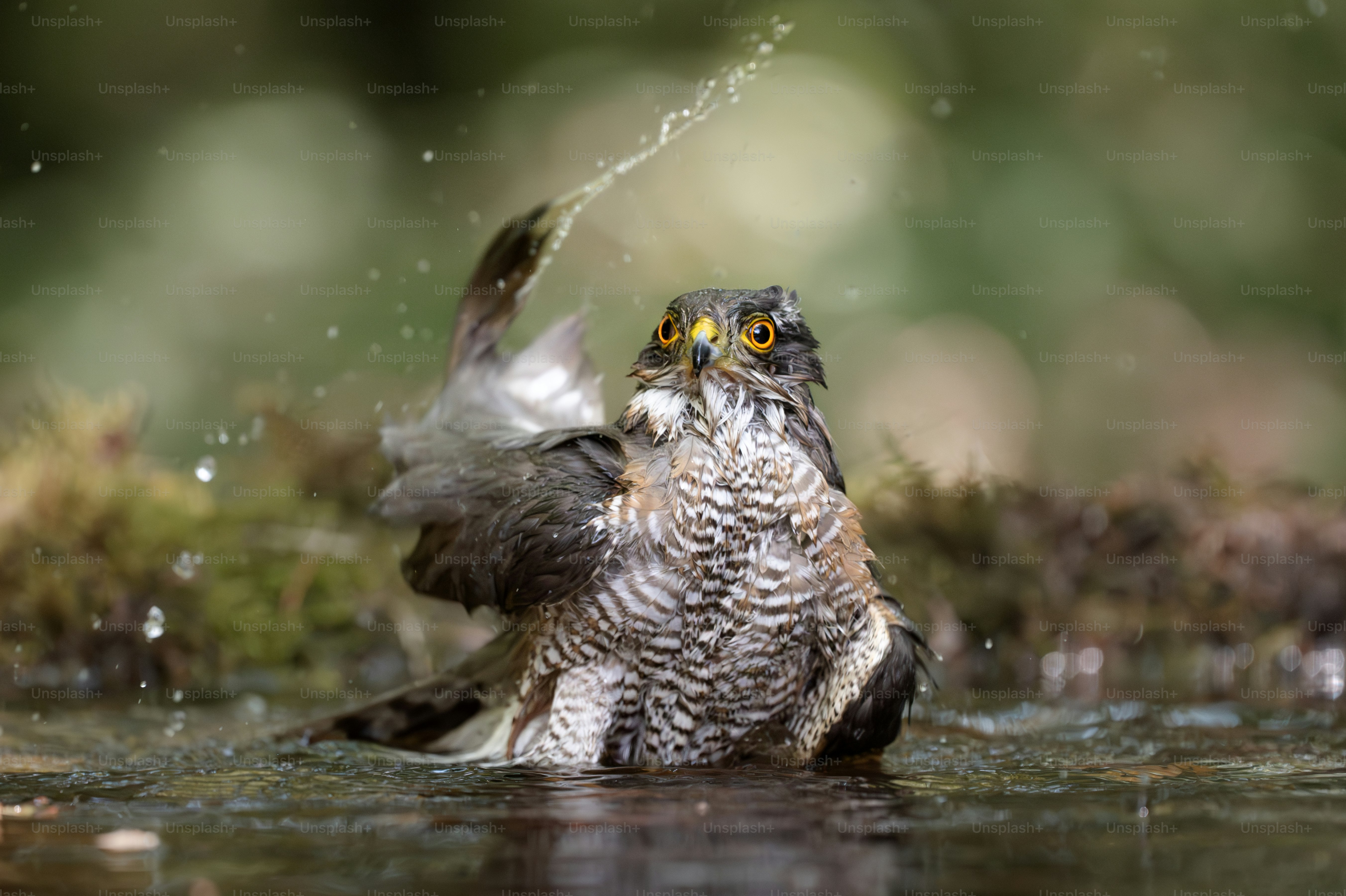 A small bird is sitting in the water