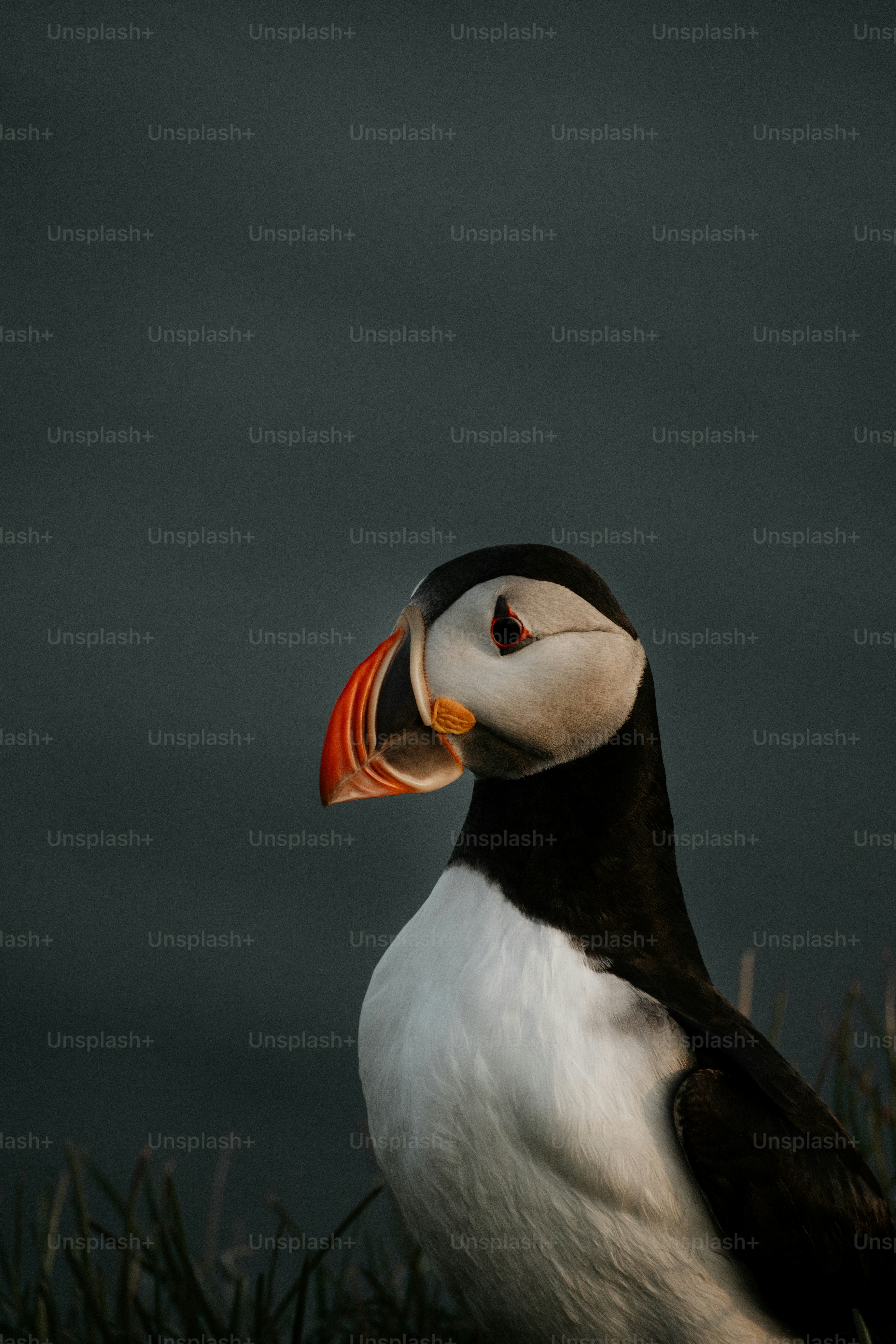 Is Pudgy Penguins a good investment in 2025?