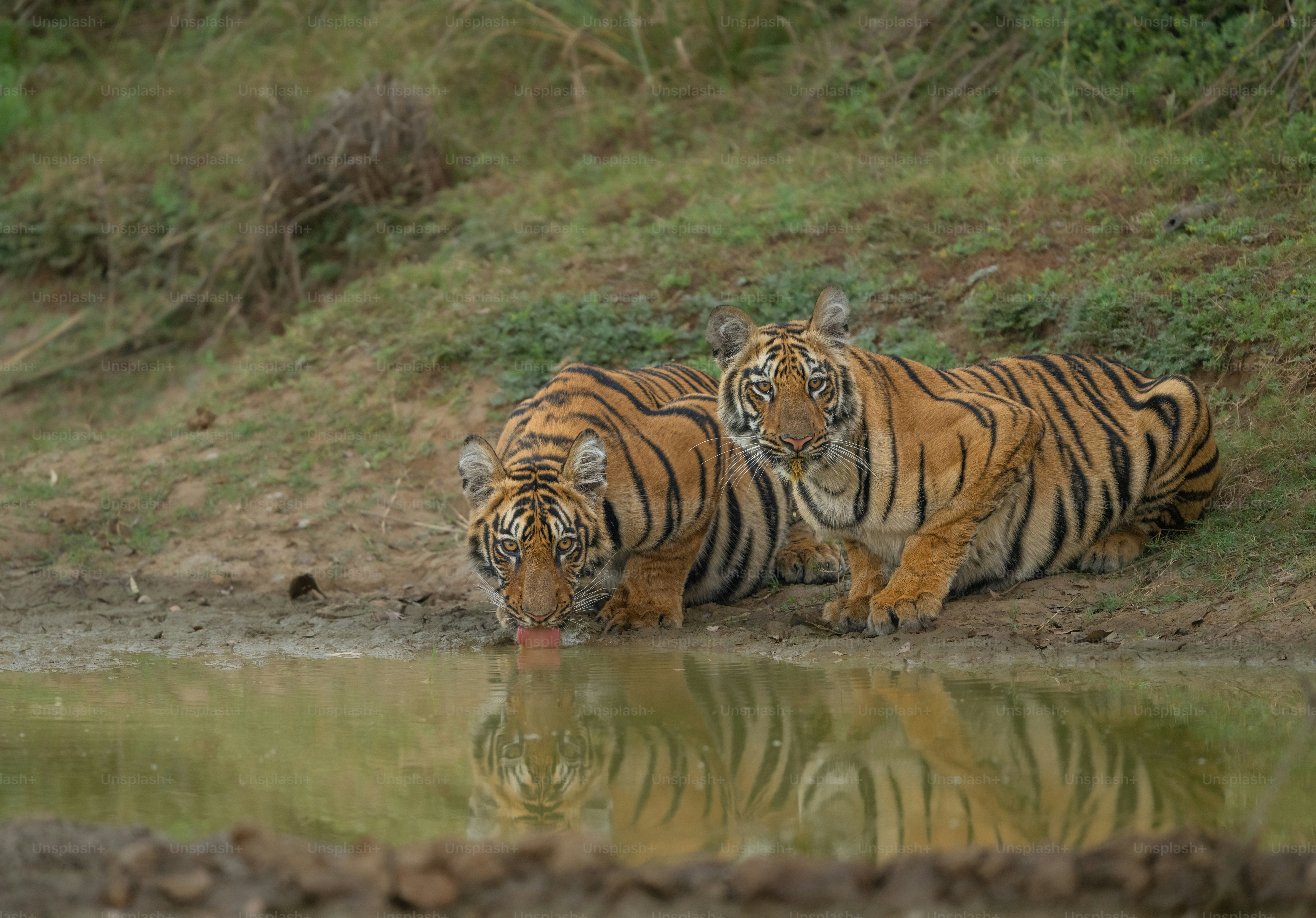 Un couple de tigres debout à côté d’un plan d’eau