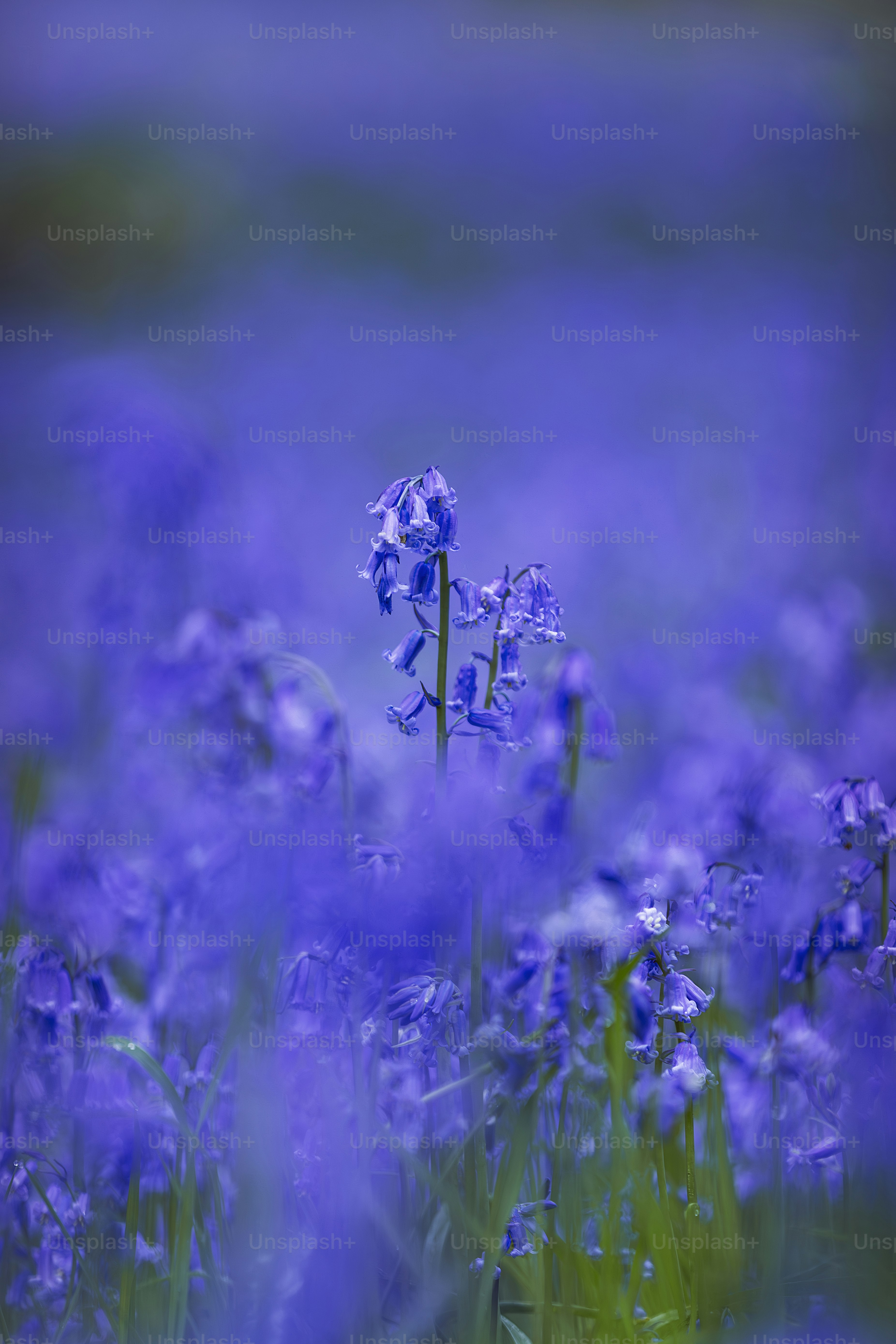 A bunch of purple flowers that are in the grass