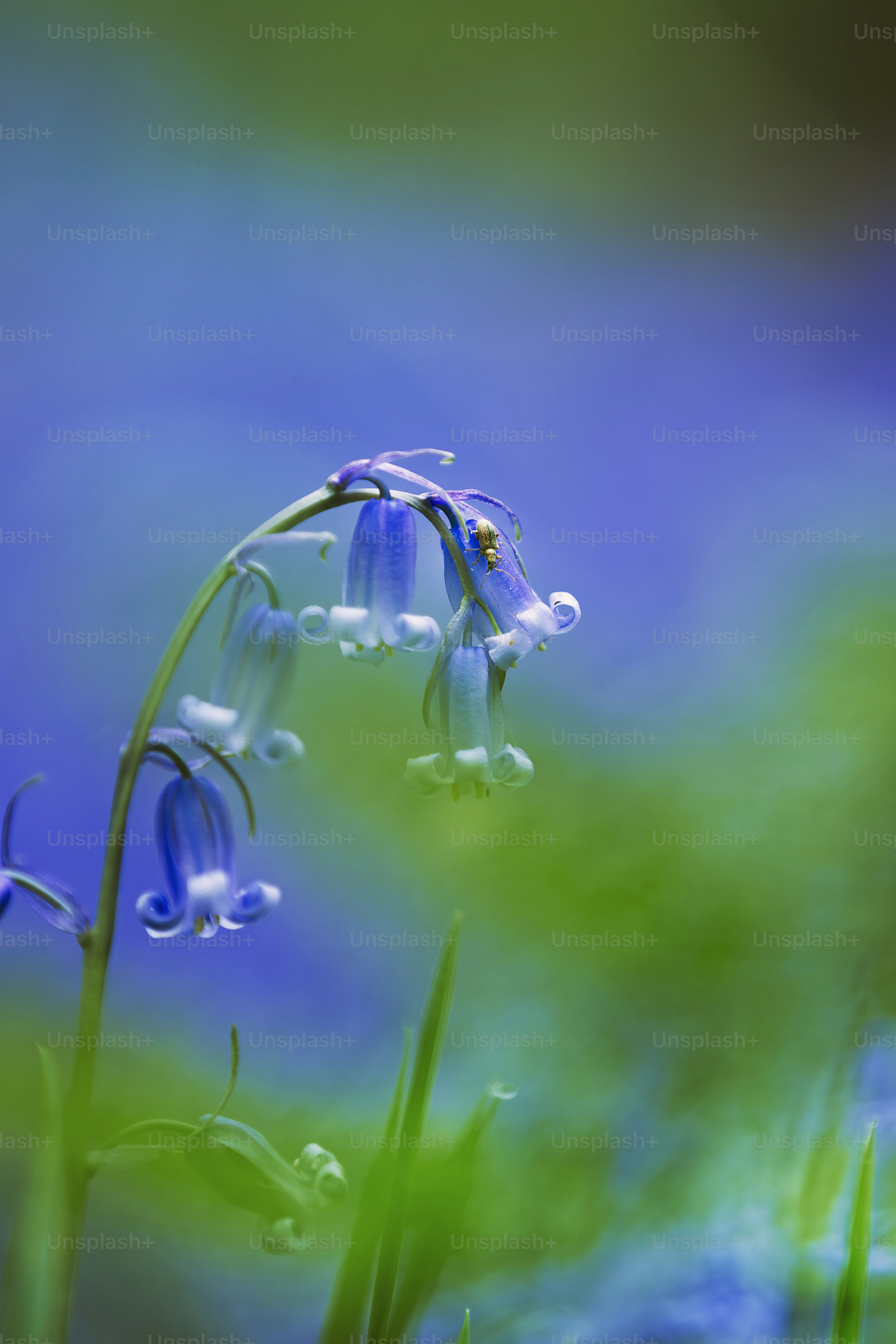 A close up of a blue flower in the grass