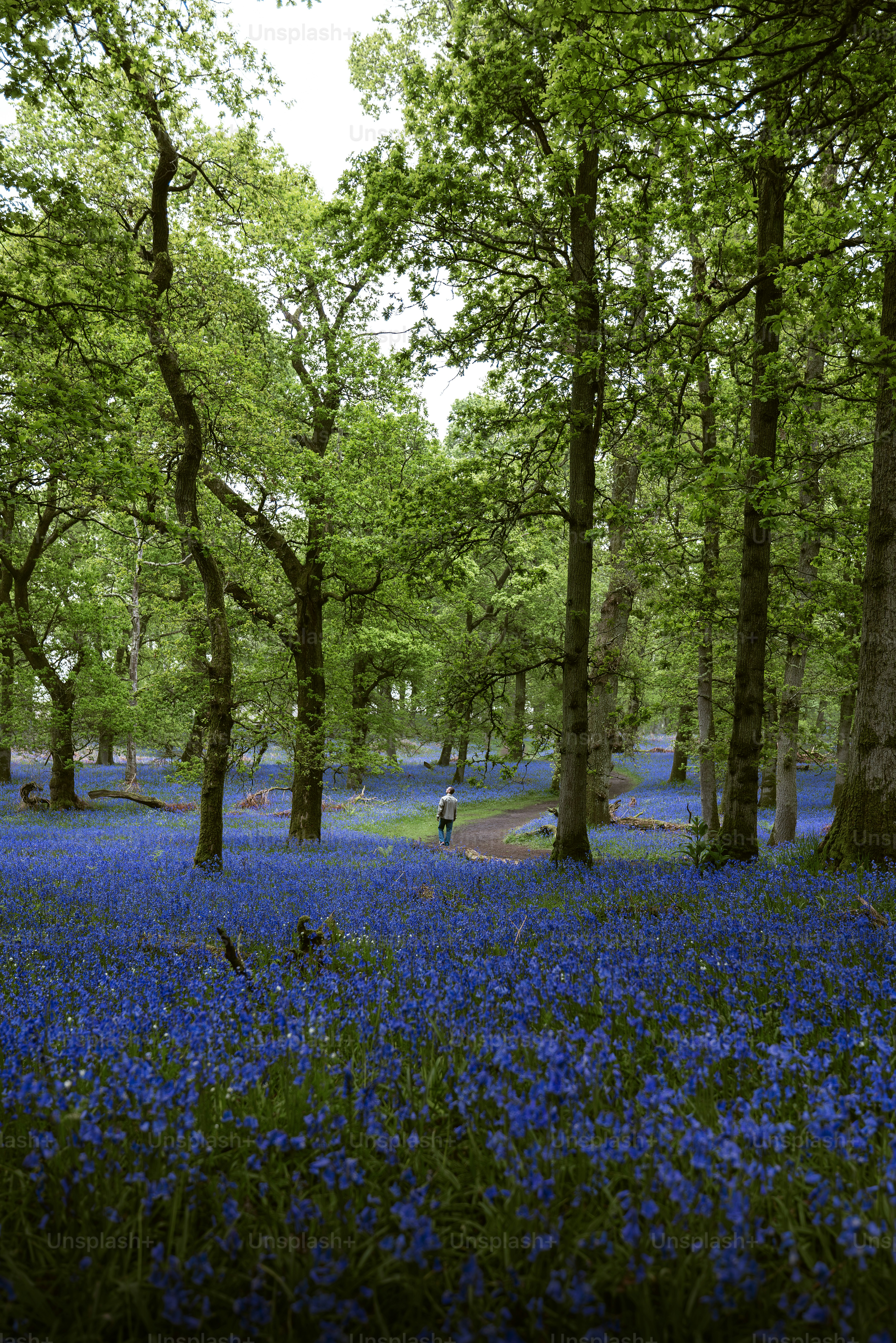 A forest filled with lots of blue flowers
