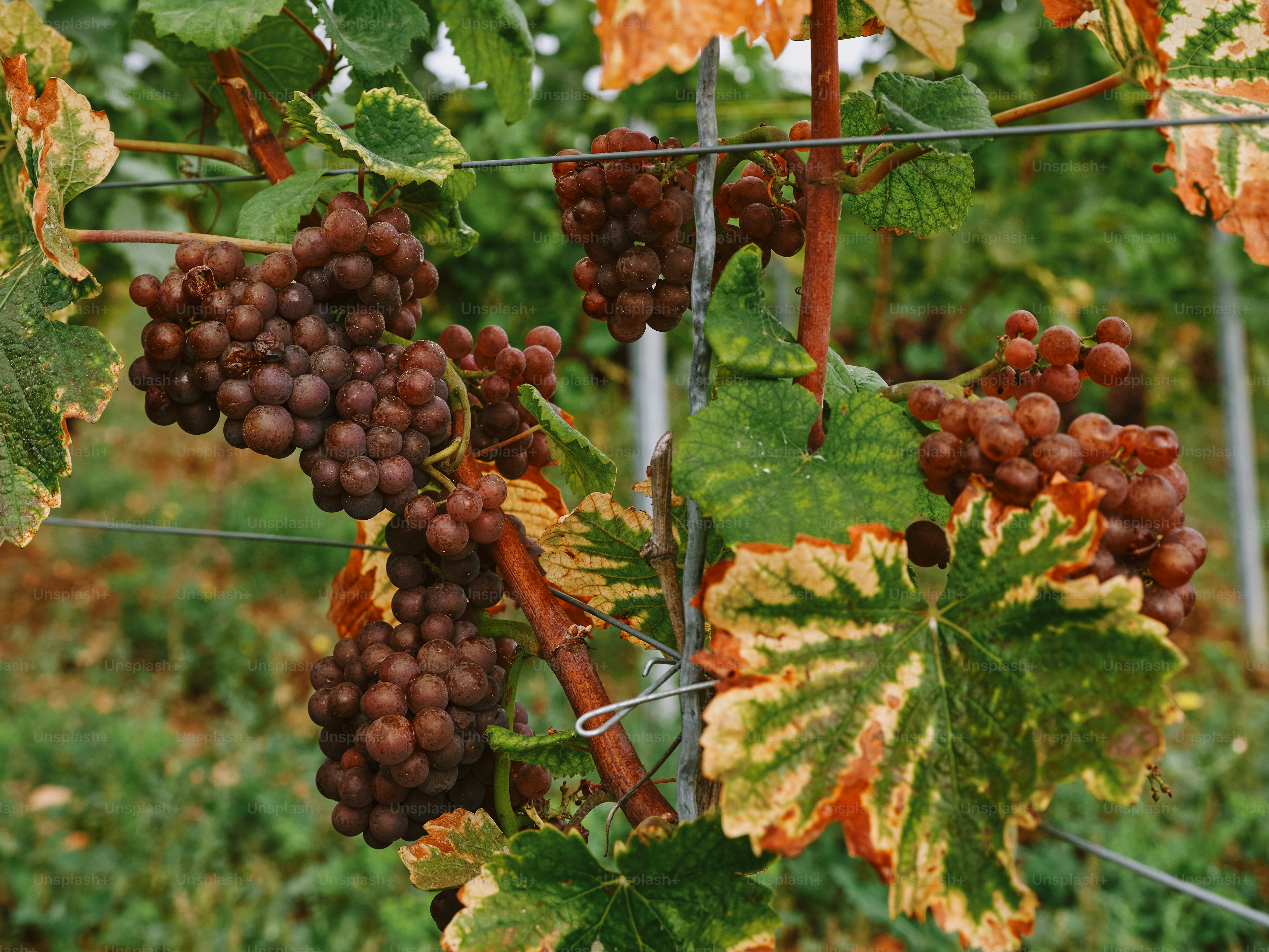 A bunch of grapes hanging from a wire fence