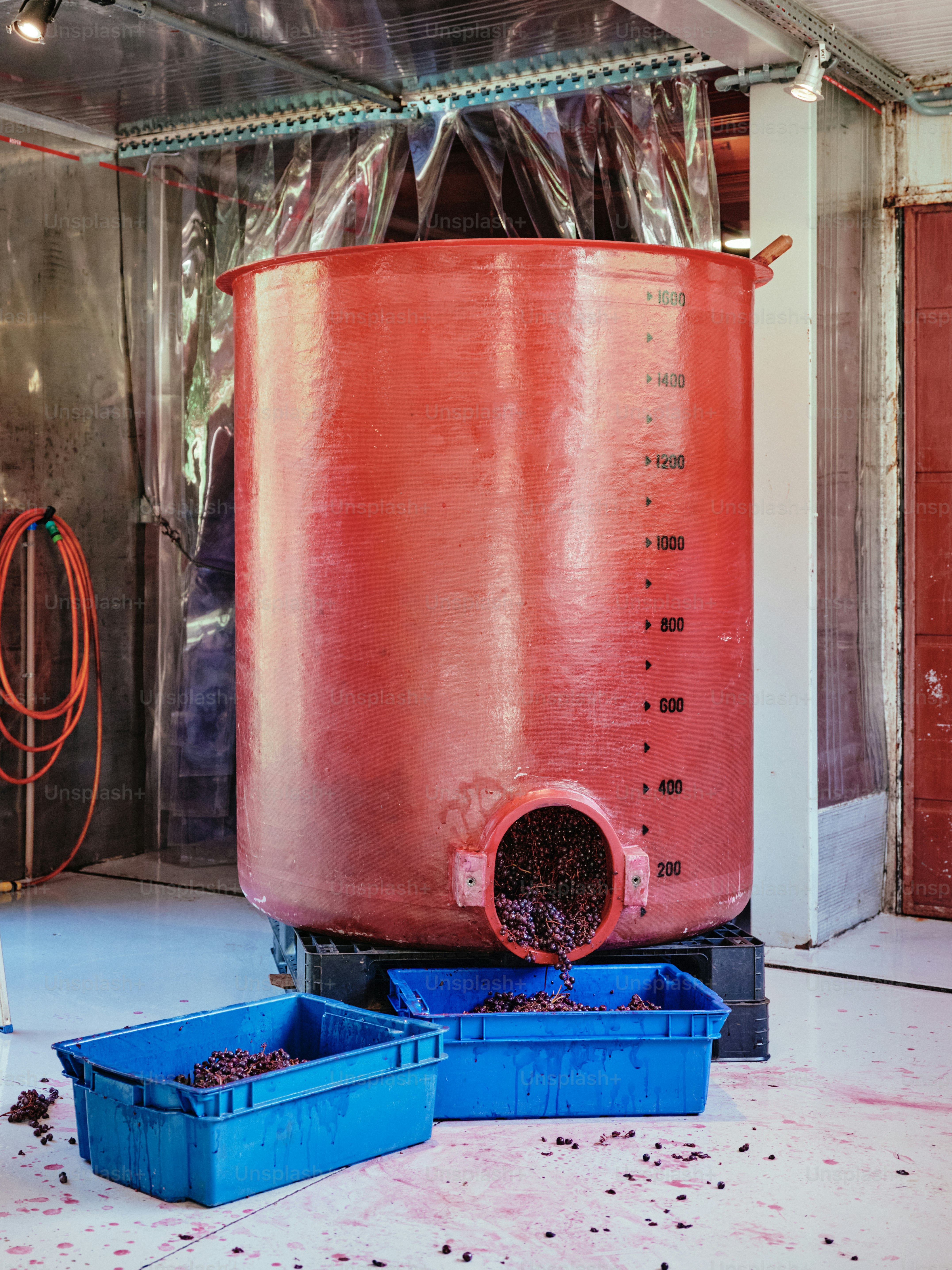 grape fermentation