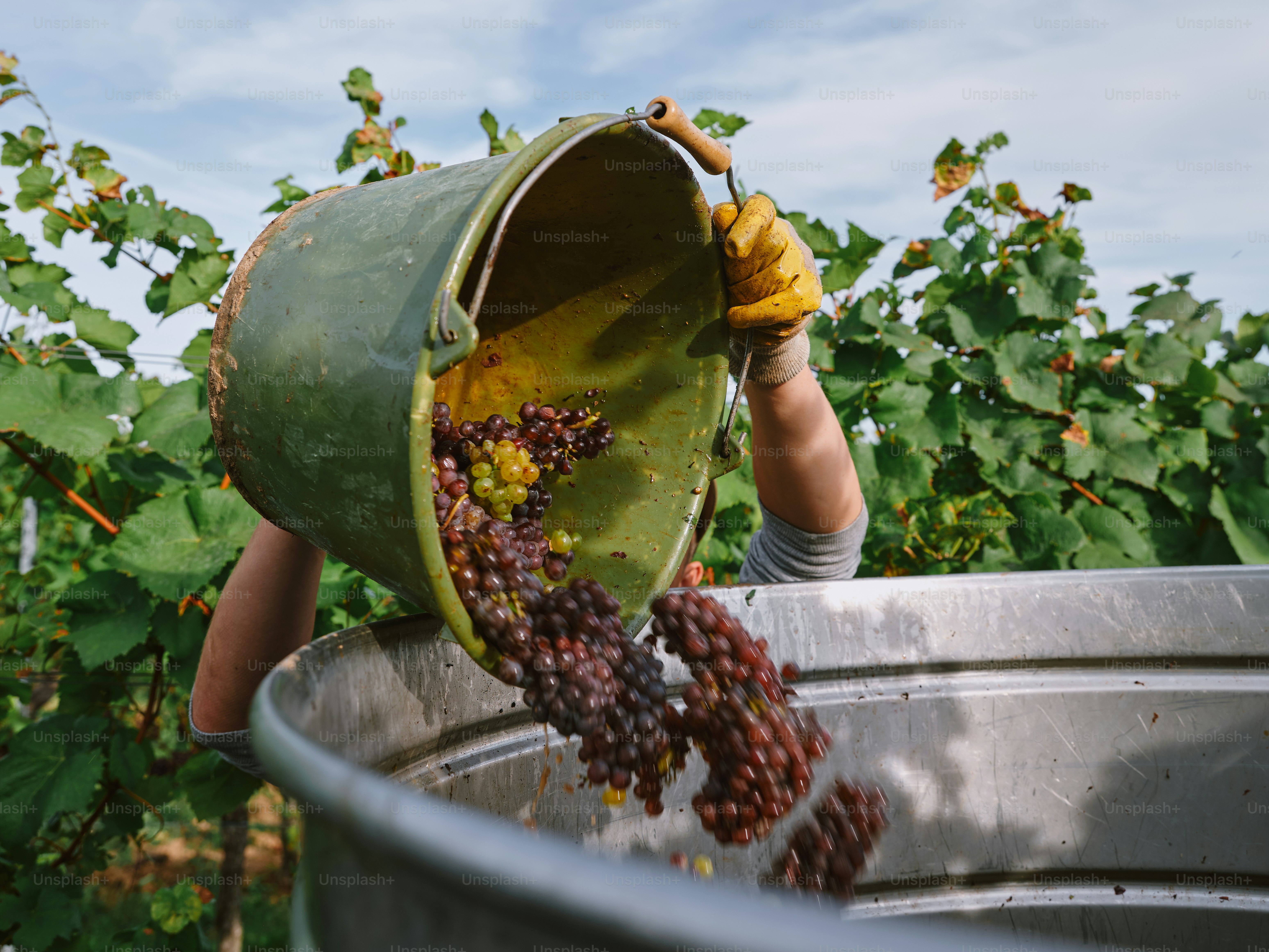 A person in a bucket picking grapes from a vineyard