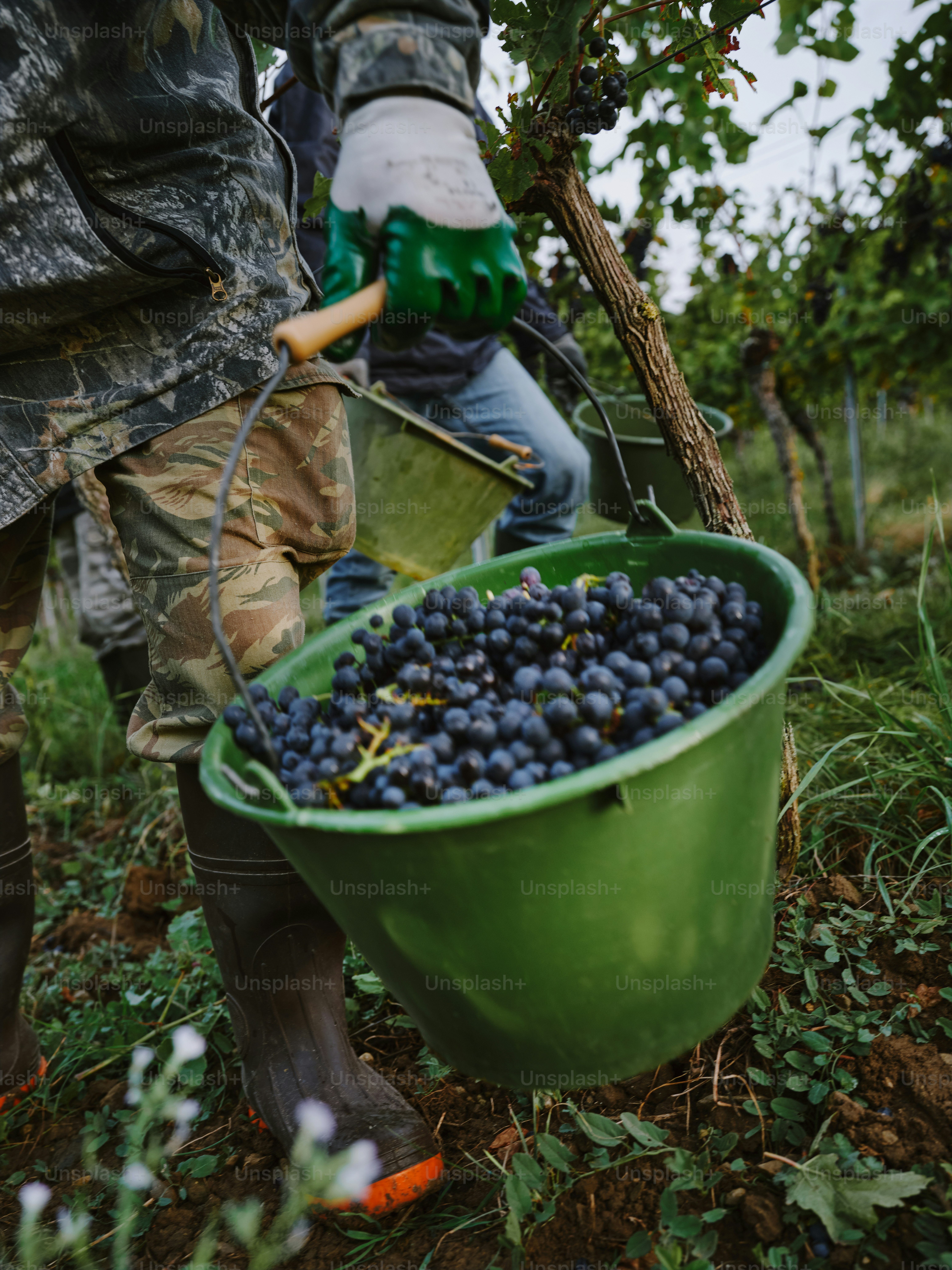 A man holding a bucket full of blueberries