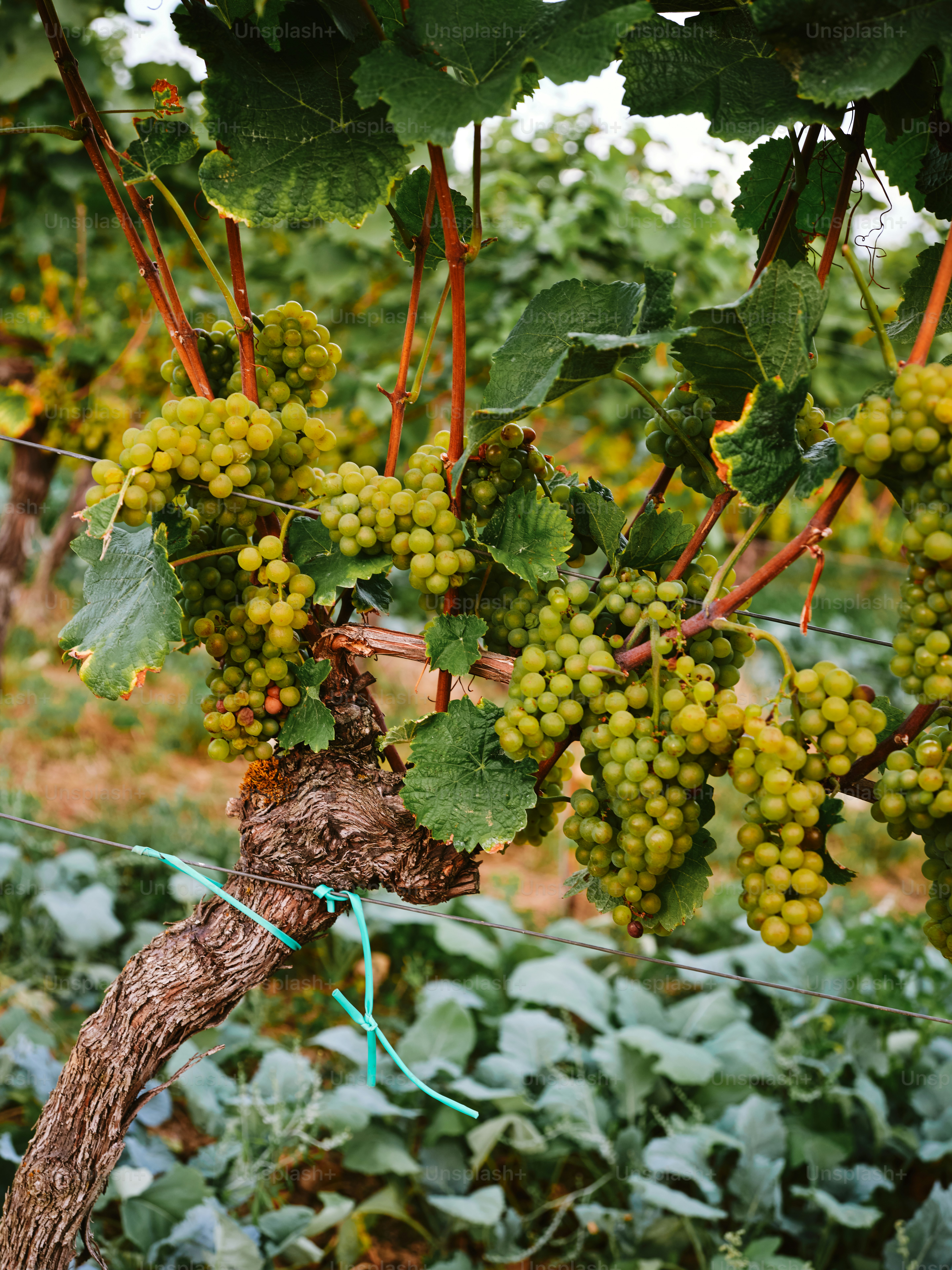 A bunch of grapes hanging from a vine