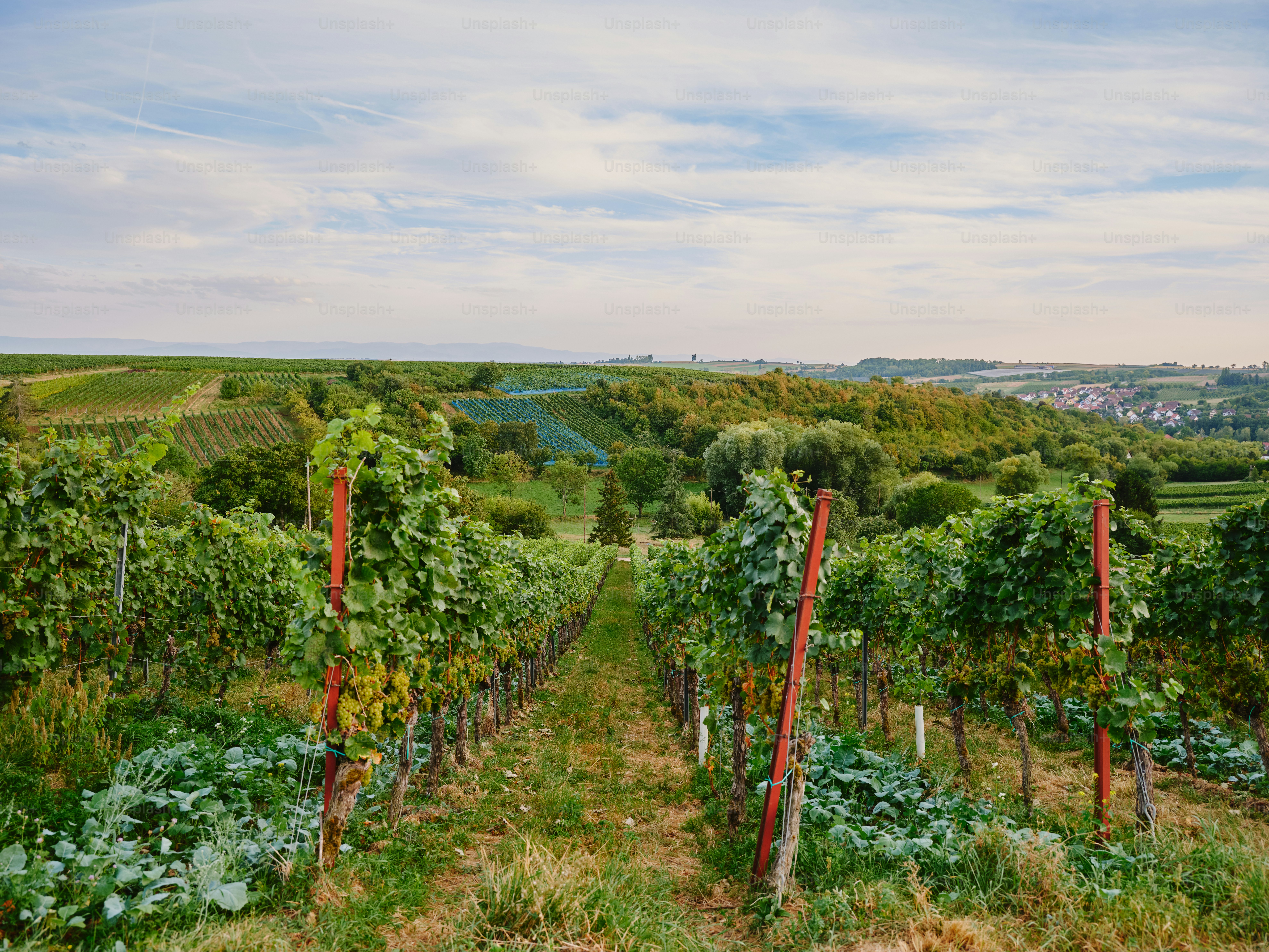 A field with a bunch of plants growing in it