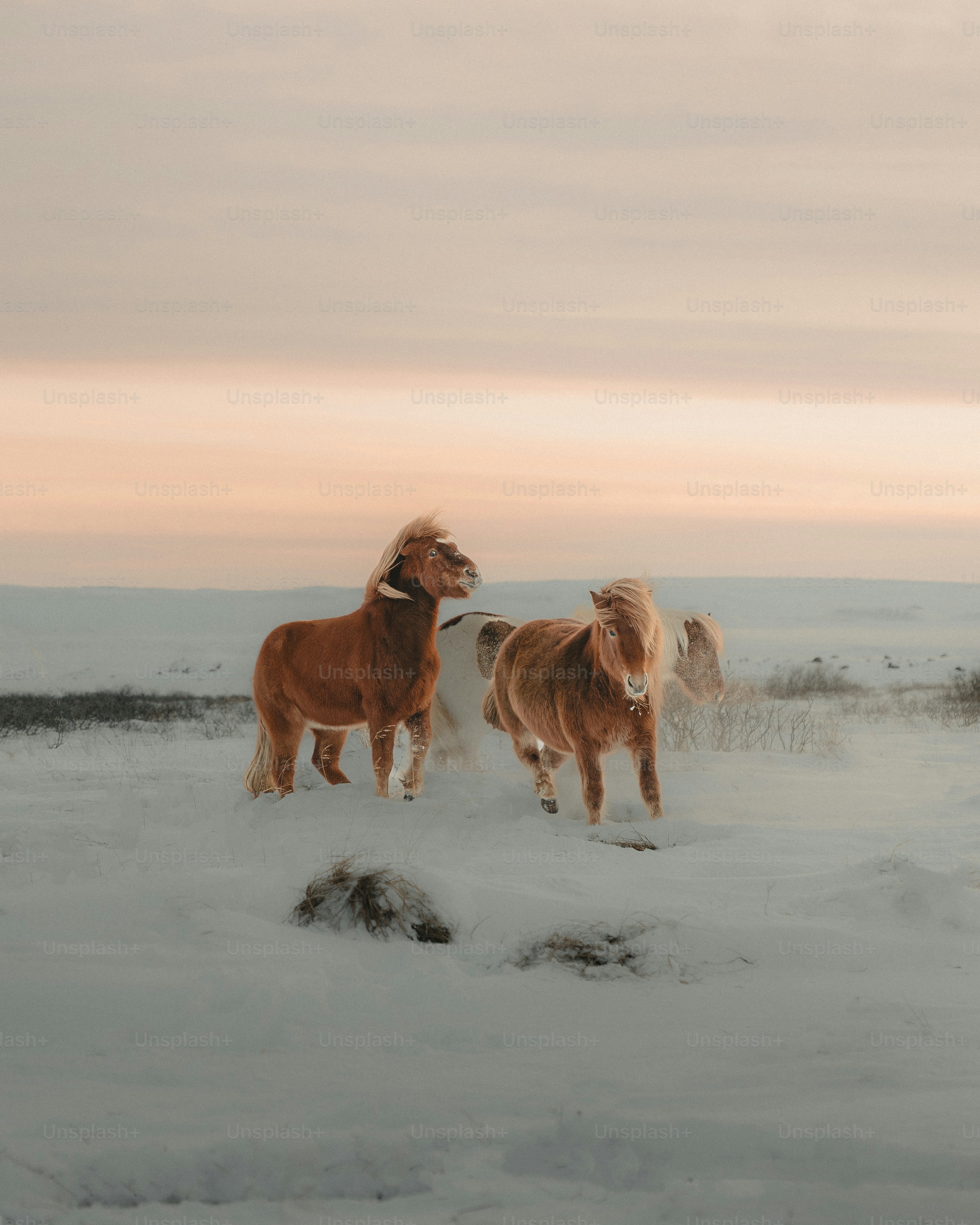 雪の中に立つ数頭の馬