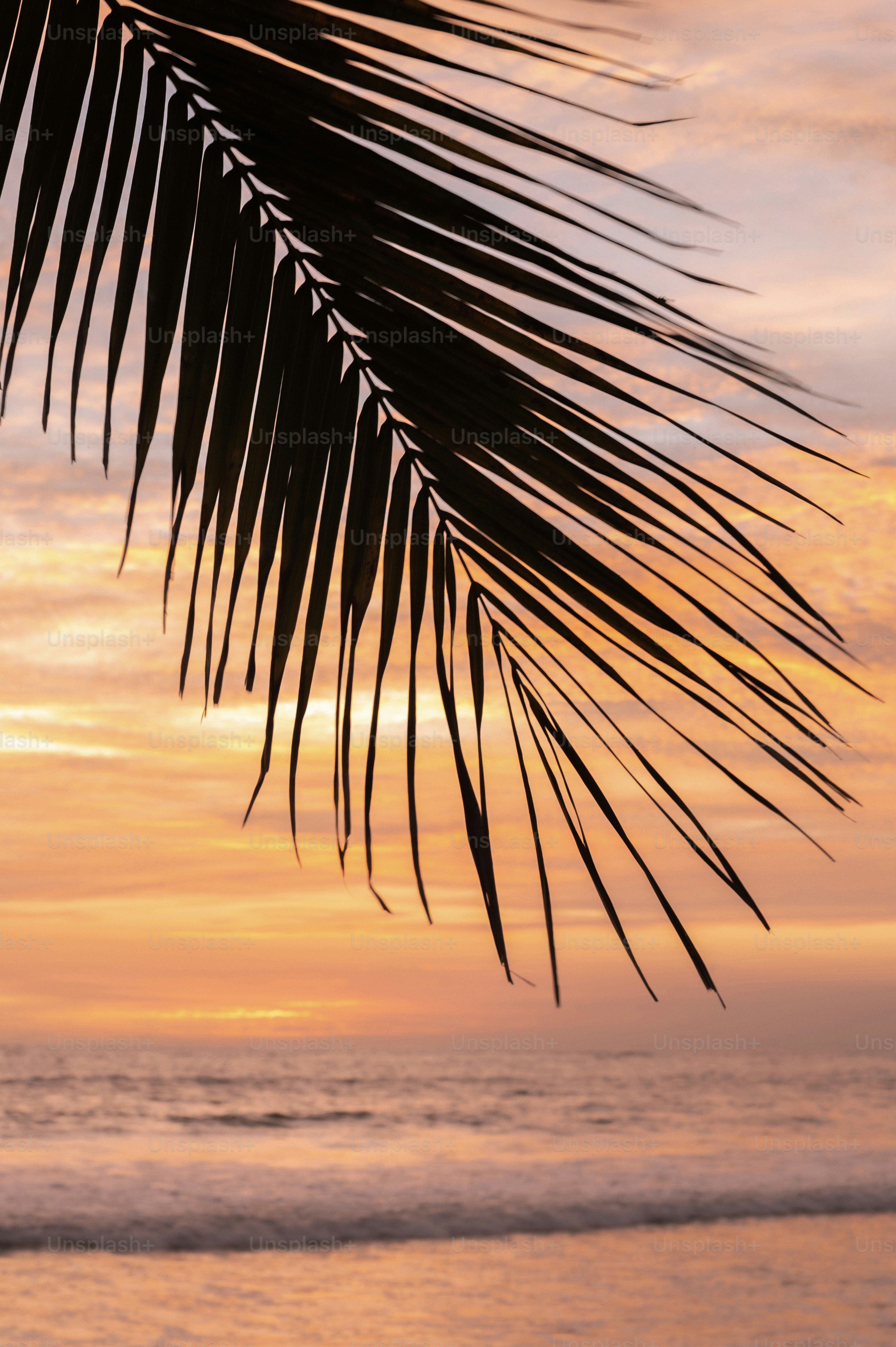 A palm leaf is silhouetted against a sunset over the ocean