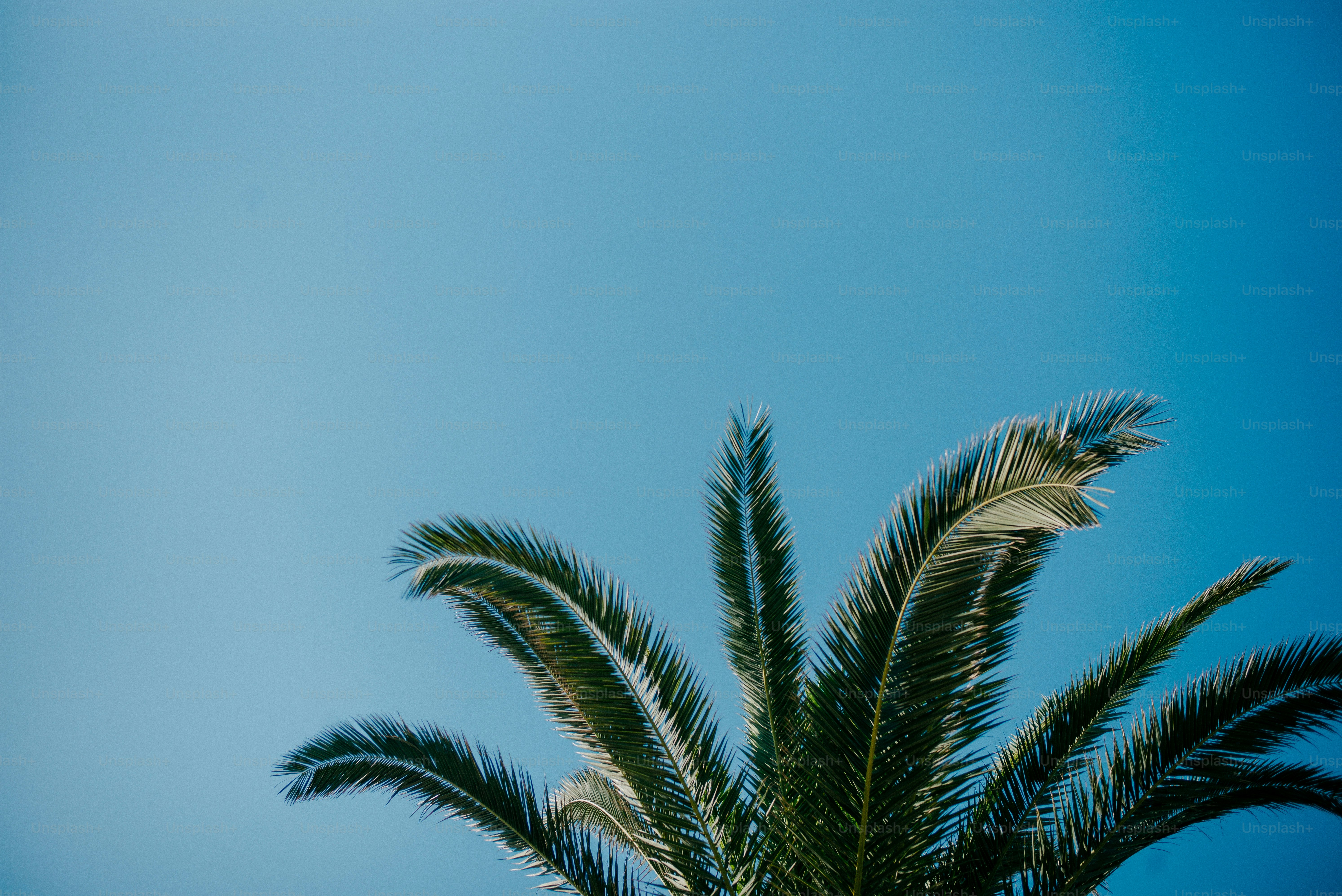 A palm tree with a blue sky in the background