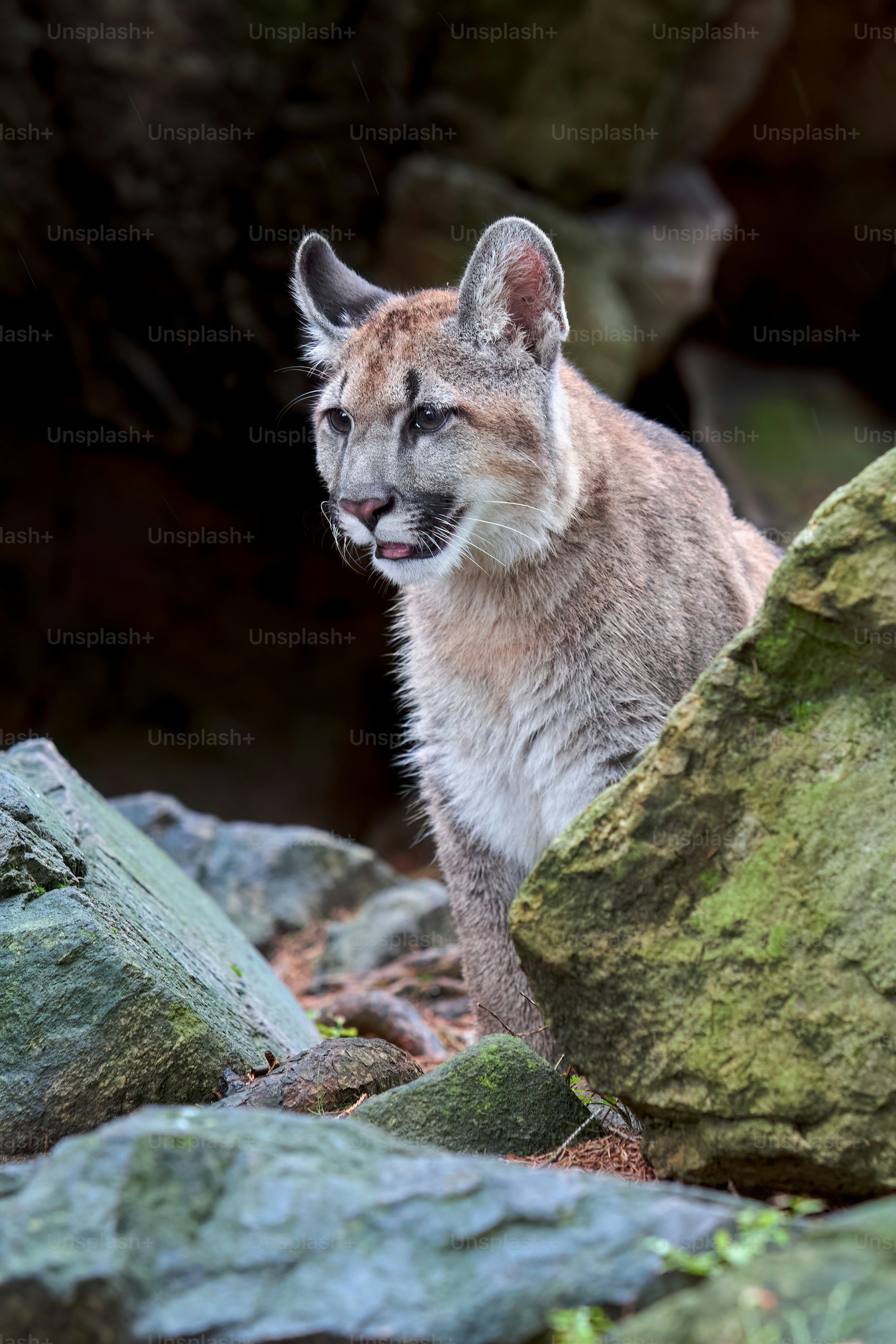 A small animal standing on top of a pile of rocks photo – Puma Image on ...