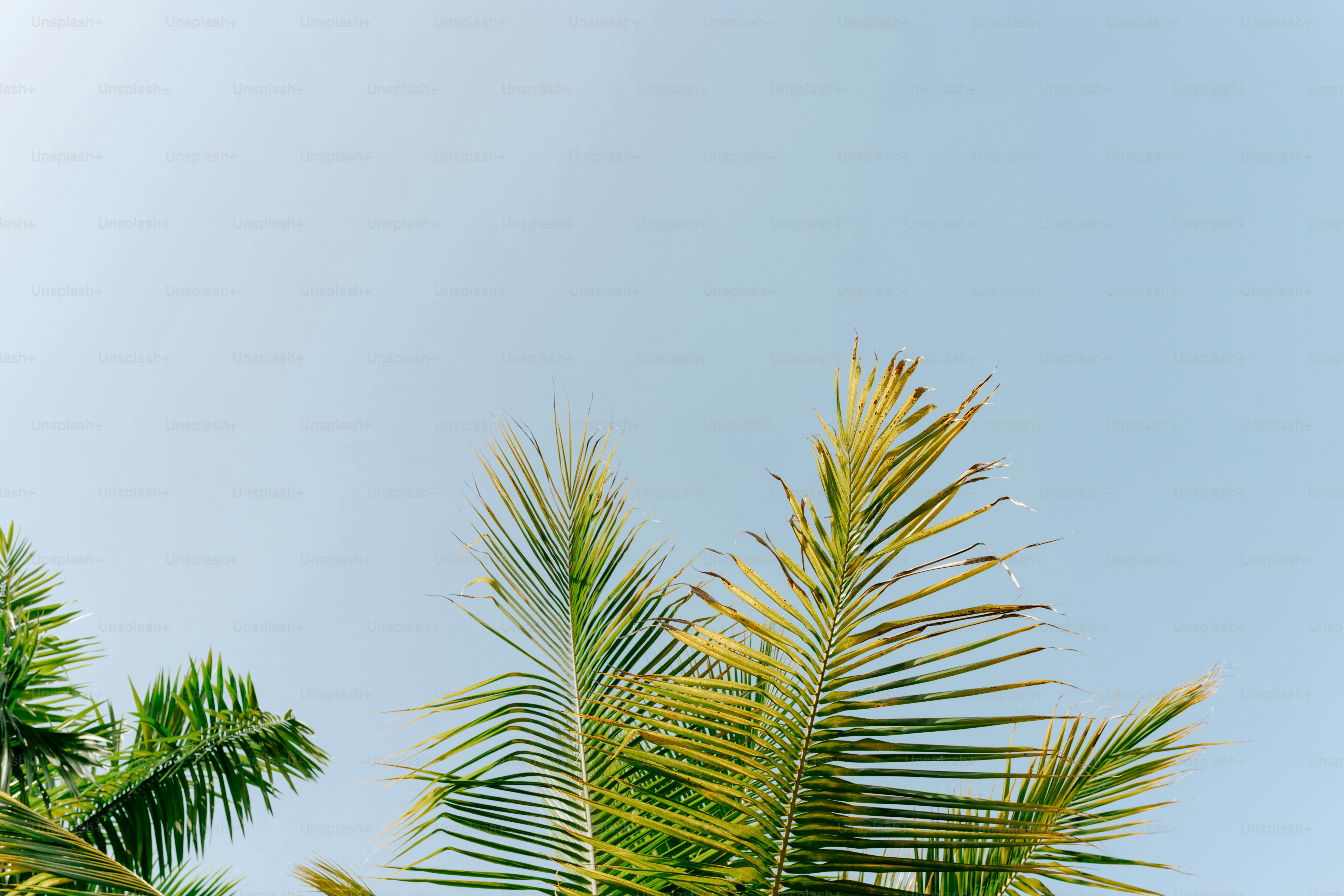 A palm tree with a blue sky in the background