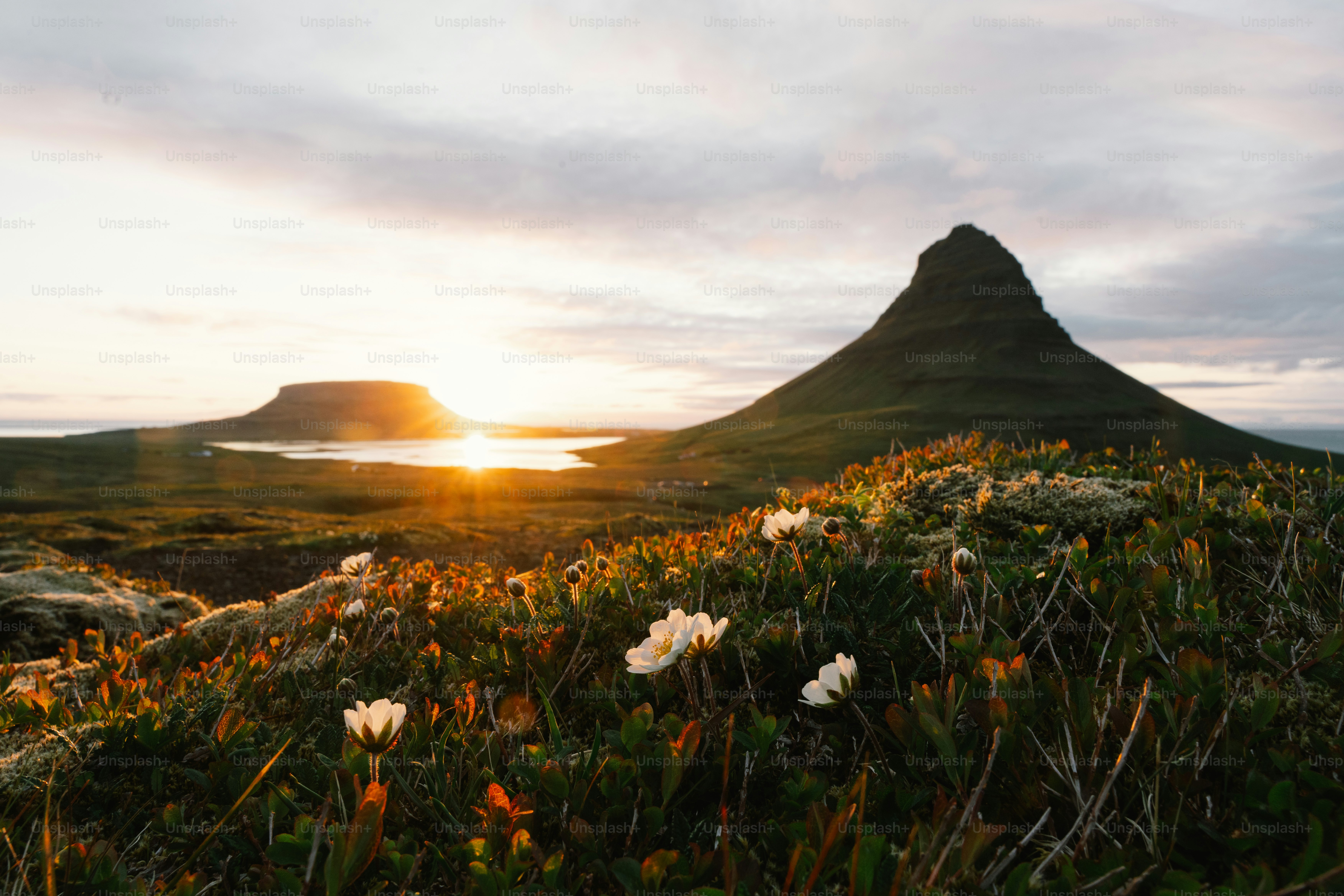 The sun is setting behind a mountain with flowers in the foreground