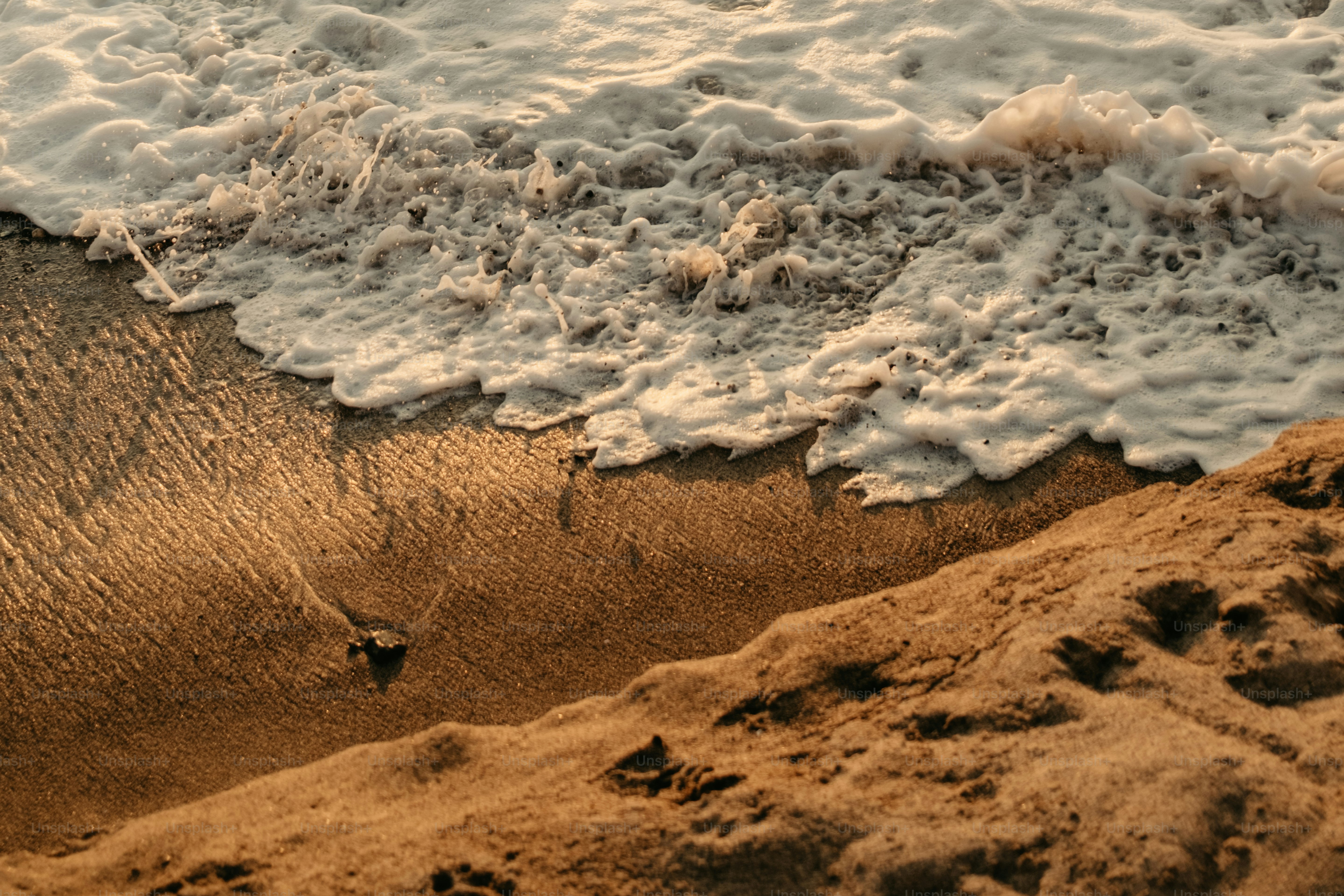 A bird is standing on the sand near the water