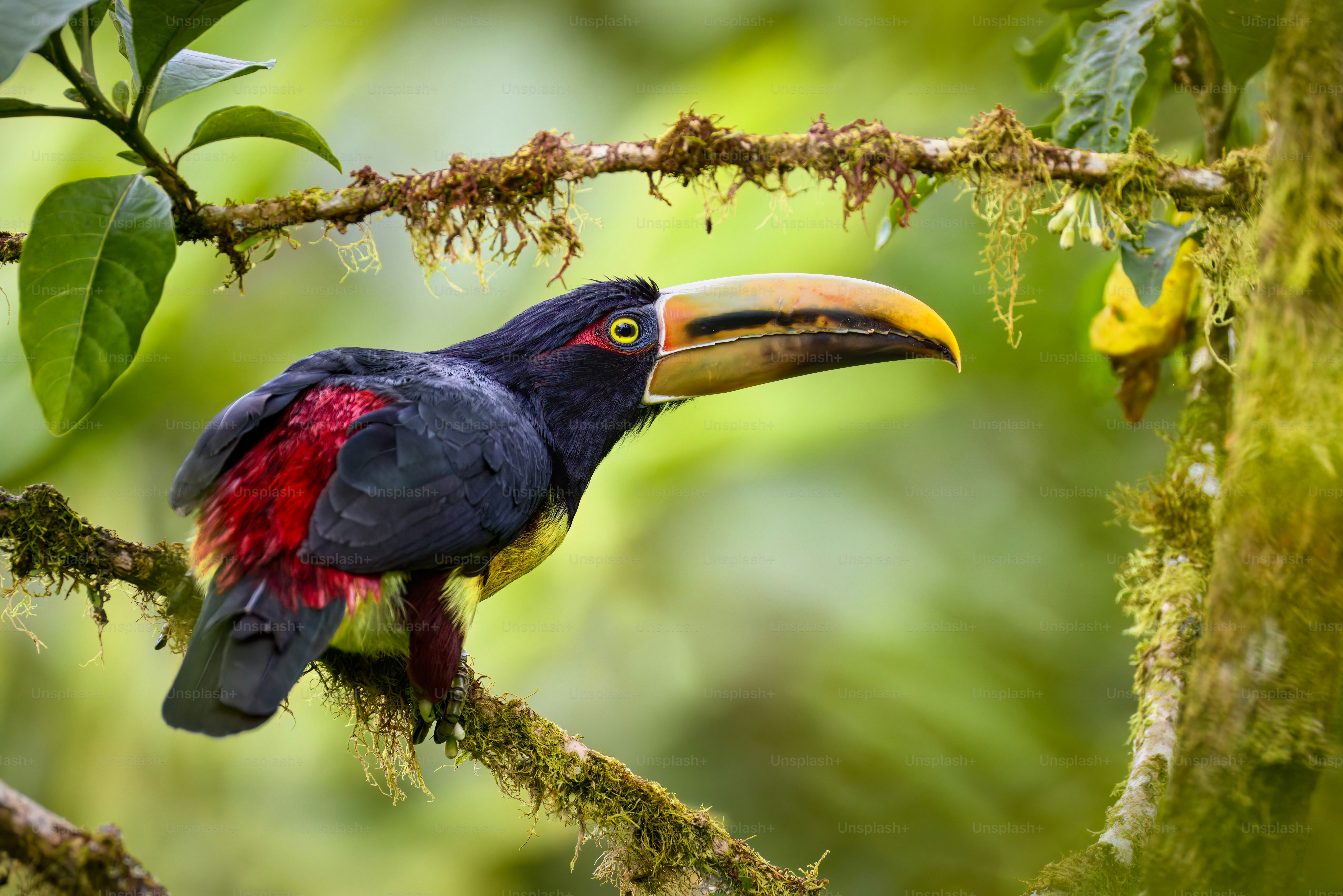 Um pássaro colorido empoleirado em um galho de árvore
