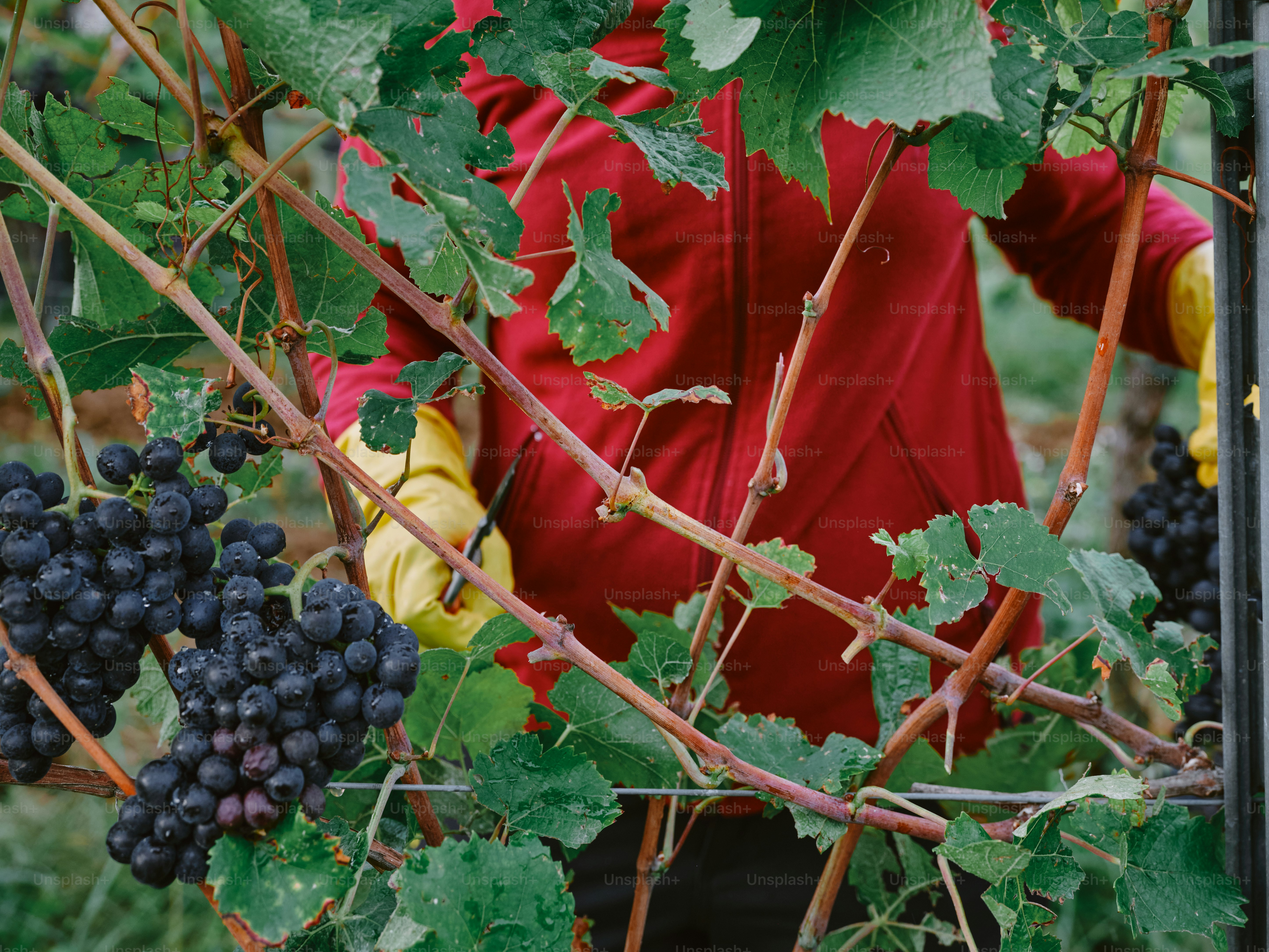 A man in a red shirt is picking grapes