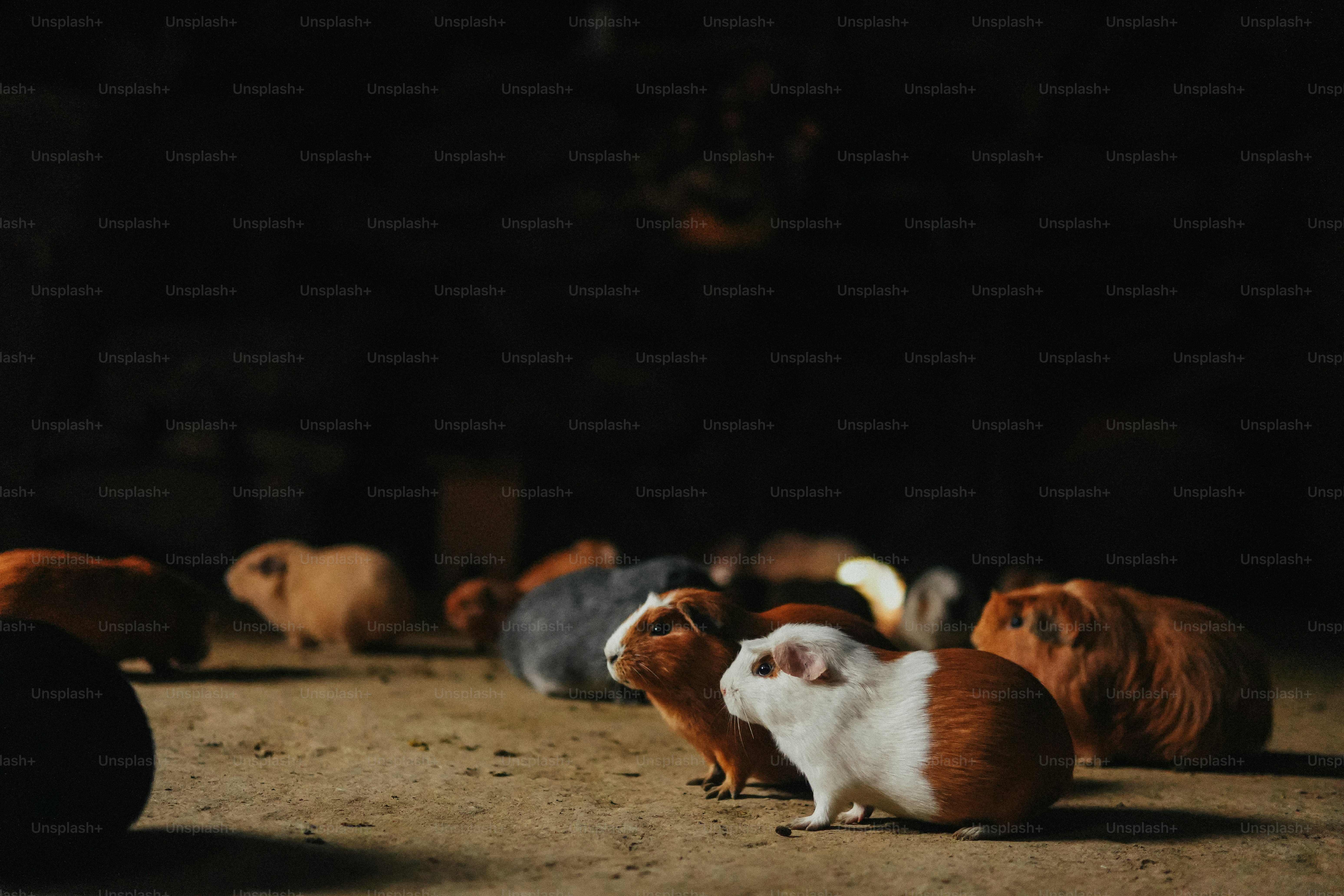 A group of small brown and white animals