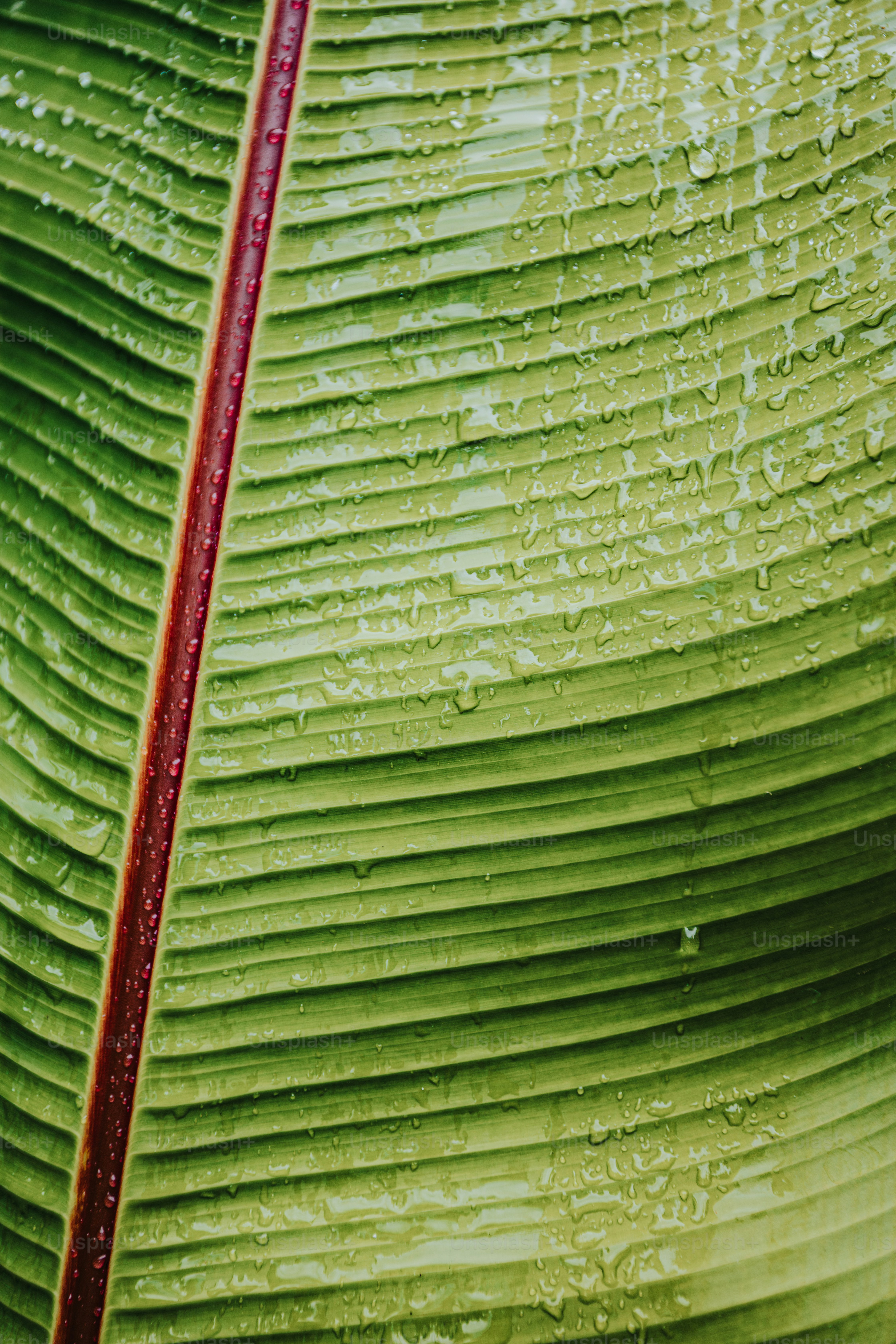 premium_photo-1720686390601-fe85ae7387ba?ixid=M3wxMjA3fDB8MXxzZWFyY2h8OXx8cGxhbnQtYmFzZWQlMjBjYmR8ZW58MHx8fHwxNzU0MDA2OTg5fDA\u0026ixlib=rb-4.1.0