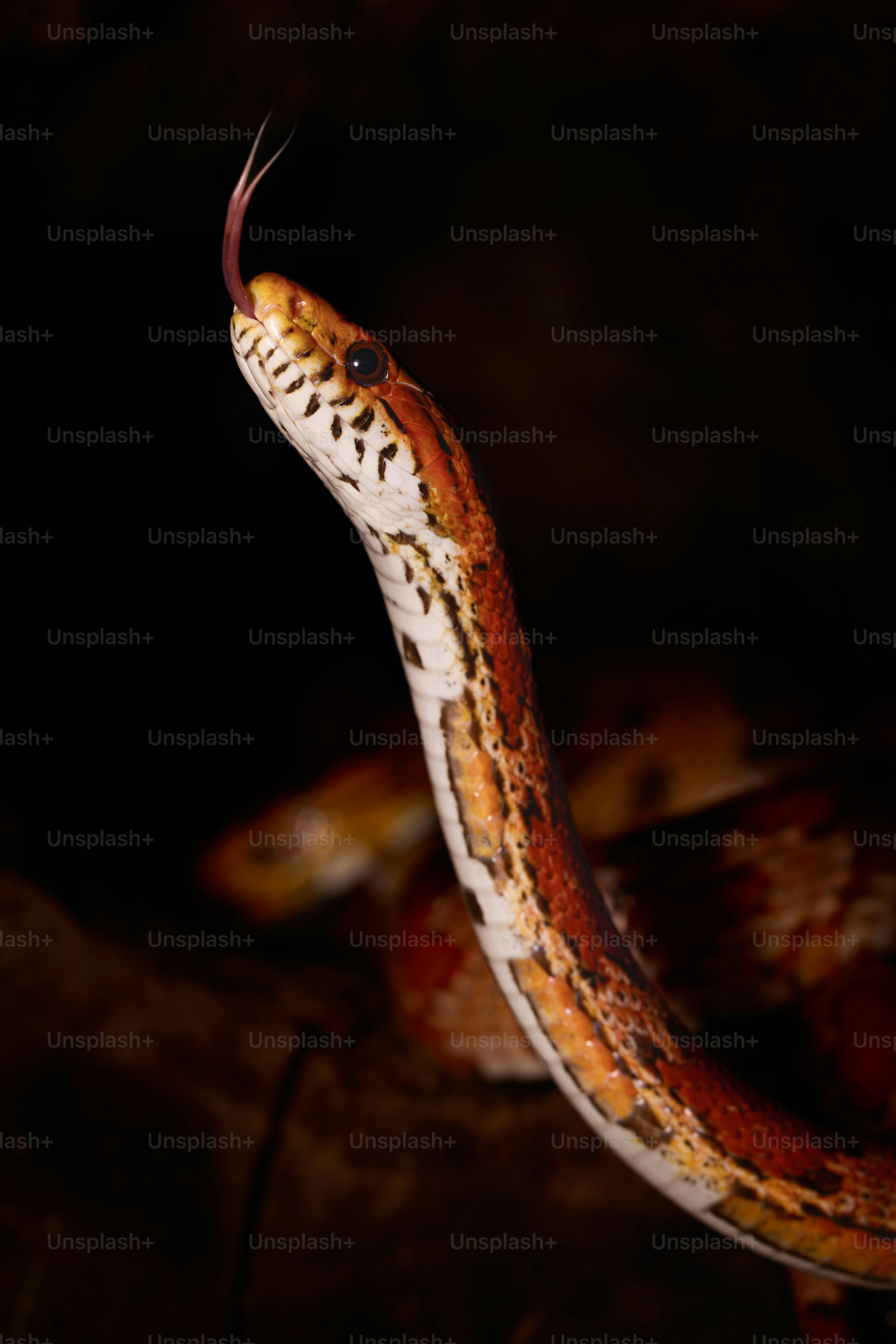 A close up of a snake on a rock