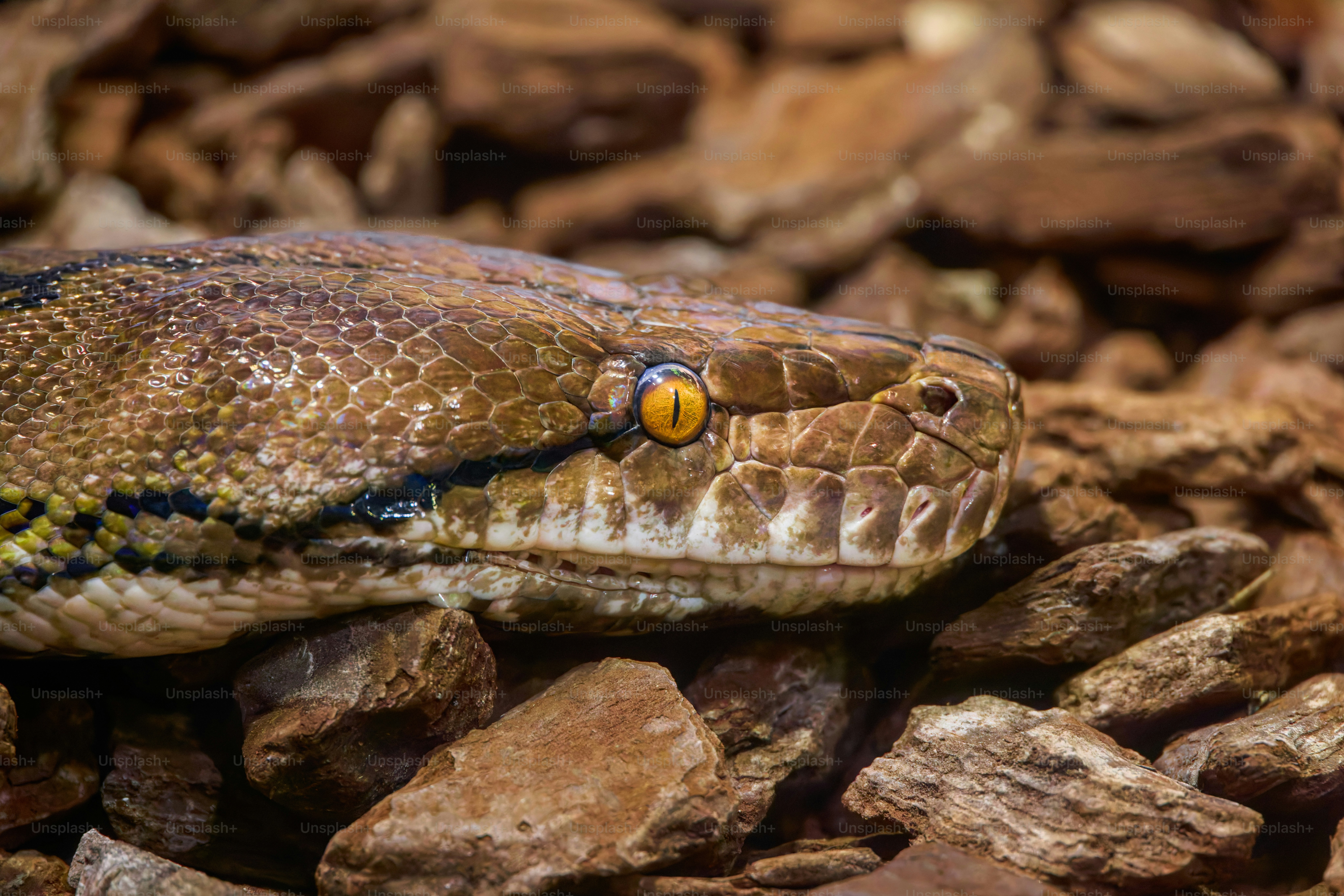 A close up of a snake on some rocks