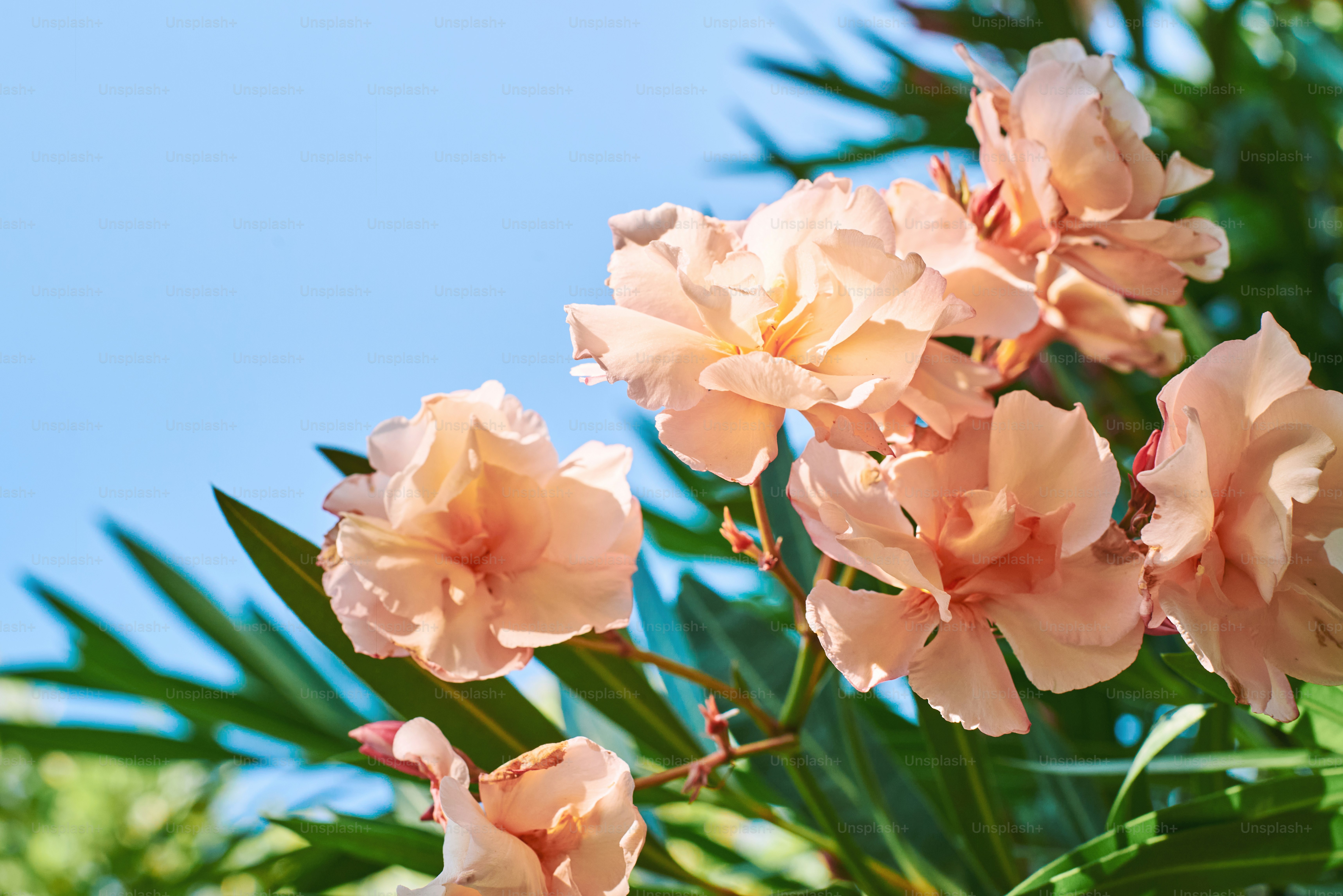 A bunch of flowers that are on a tree