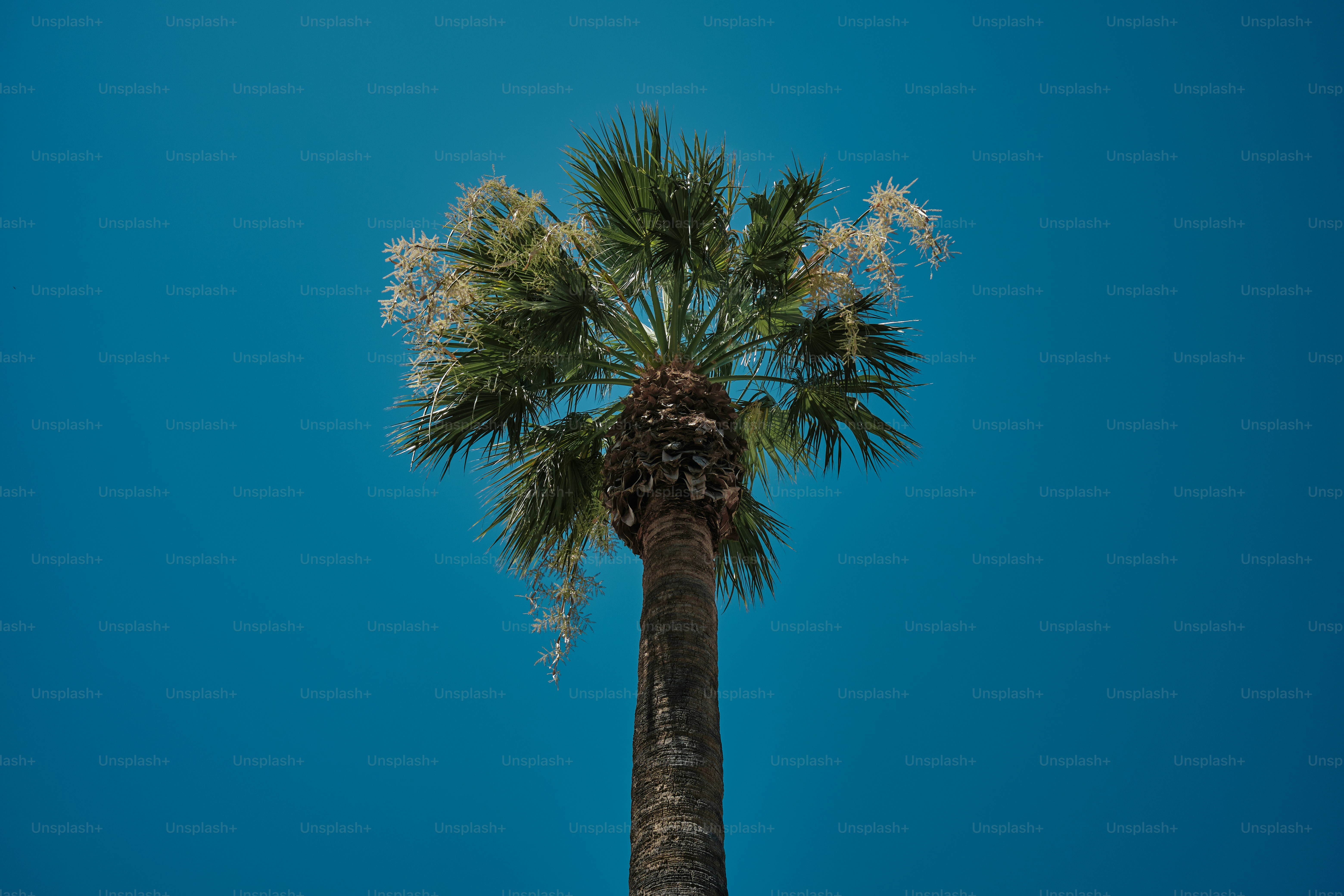 Una palmera alta con un cielo azul al fondo
