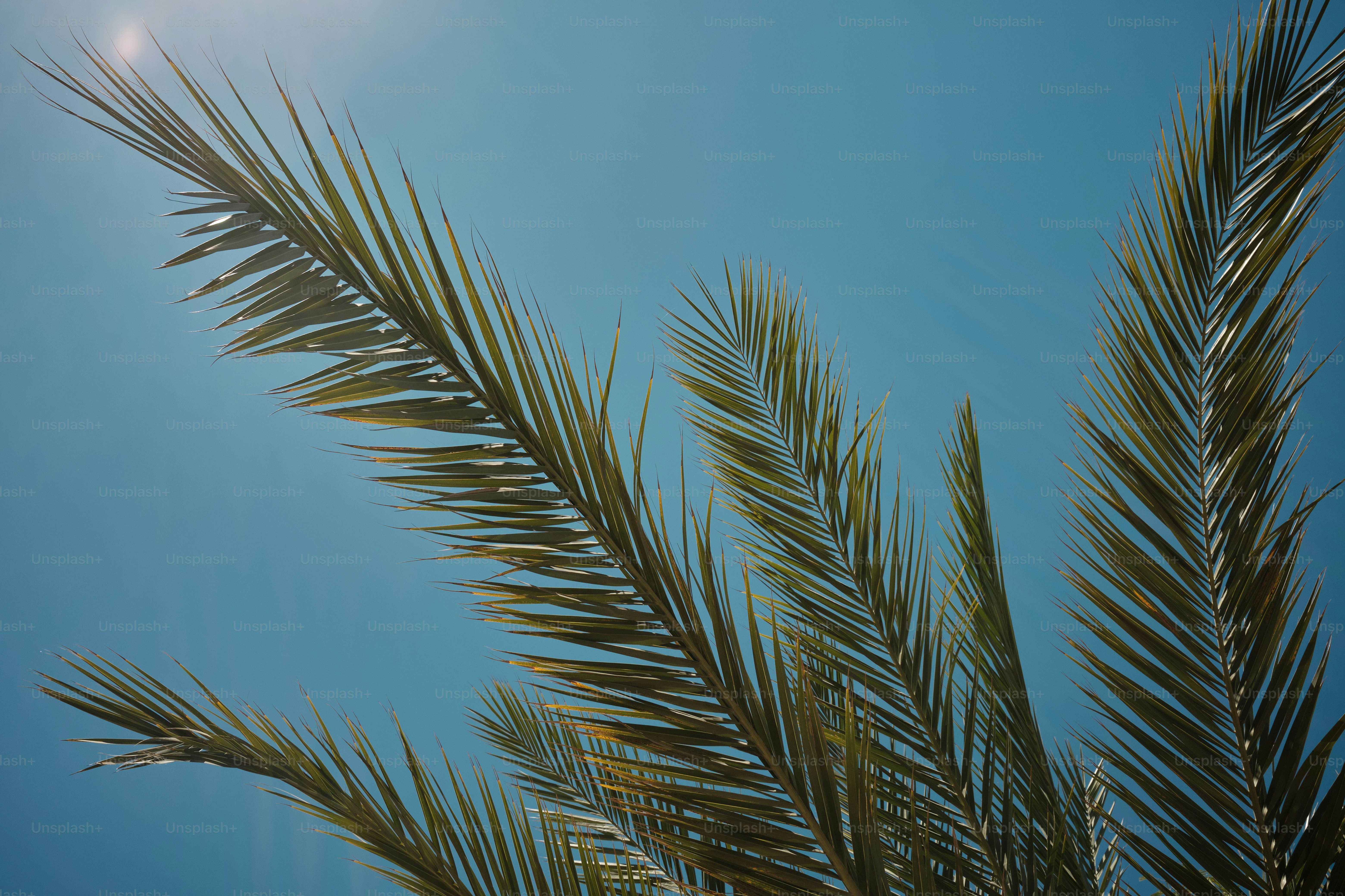 Un primer plano de una palmera con el sol al fondo