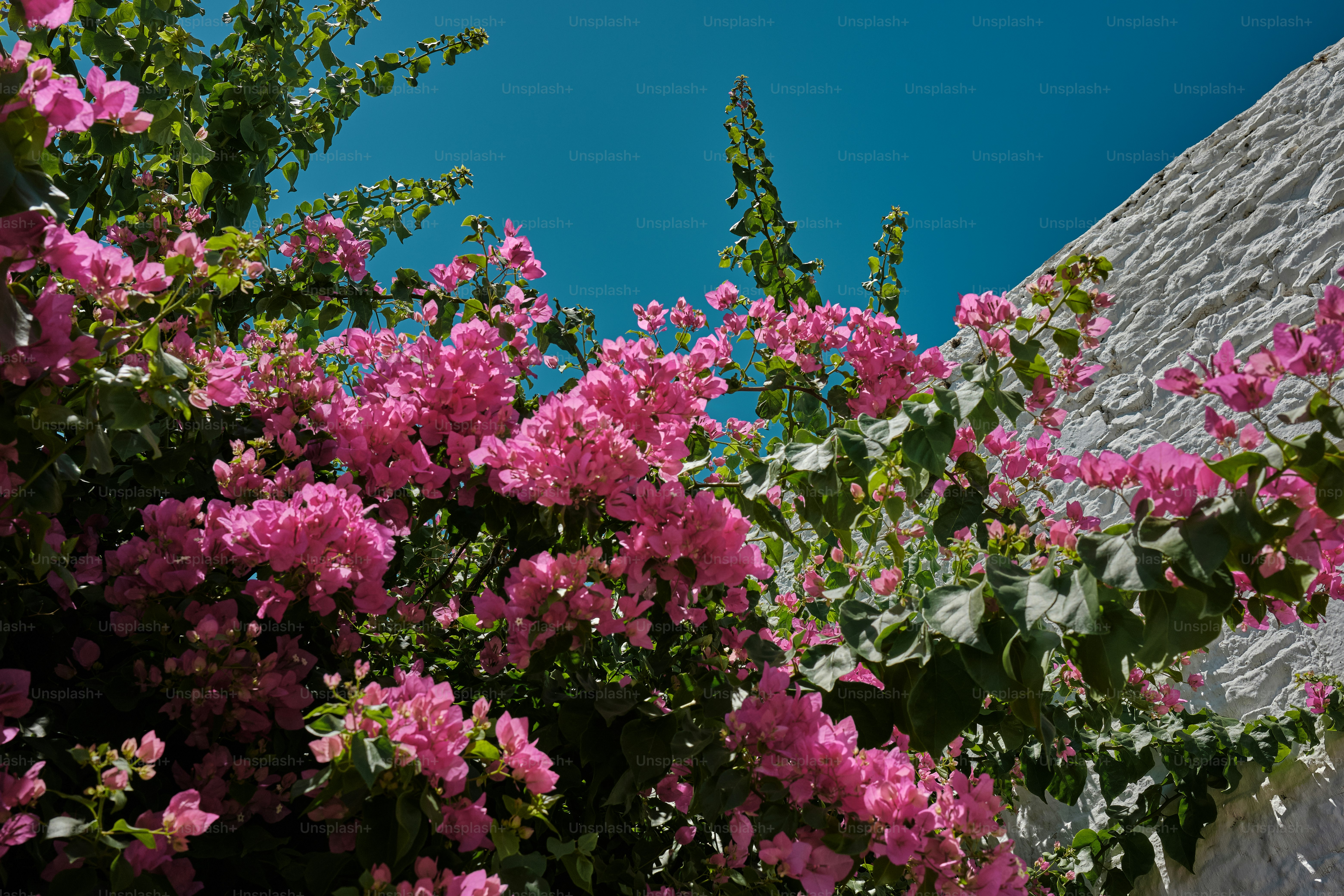 Pink flowers growing on the side of a stone building