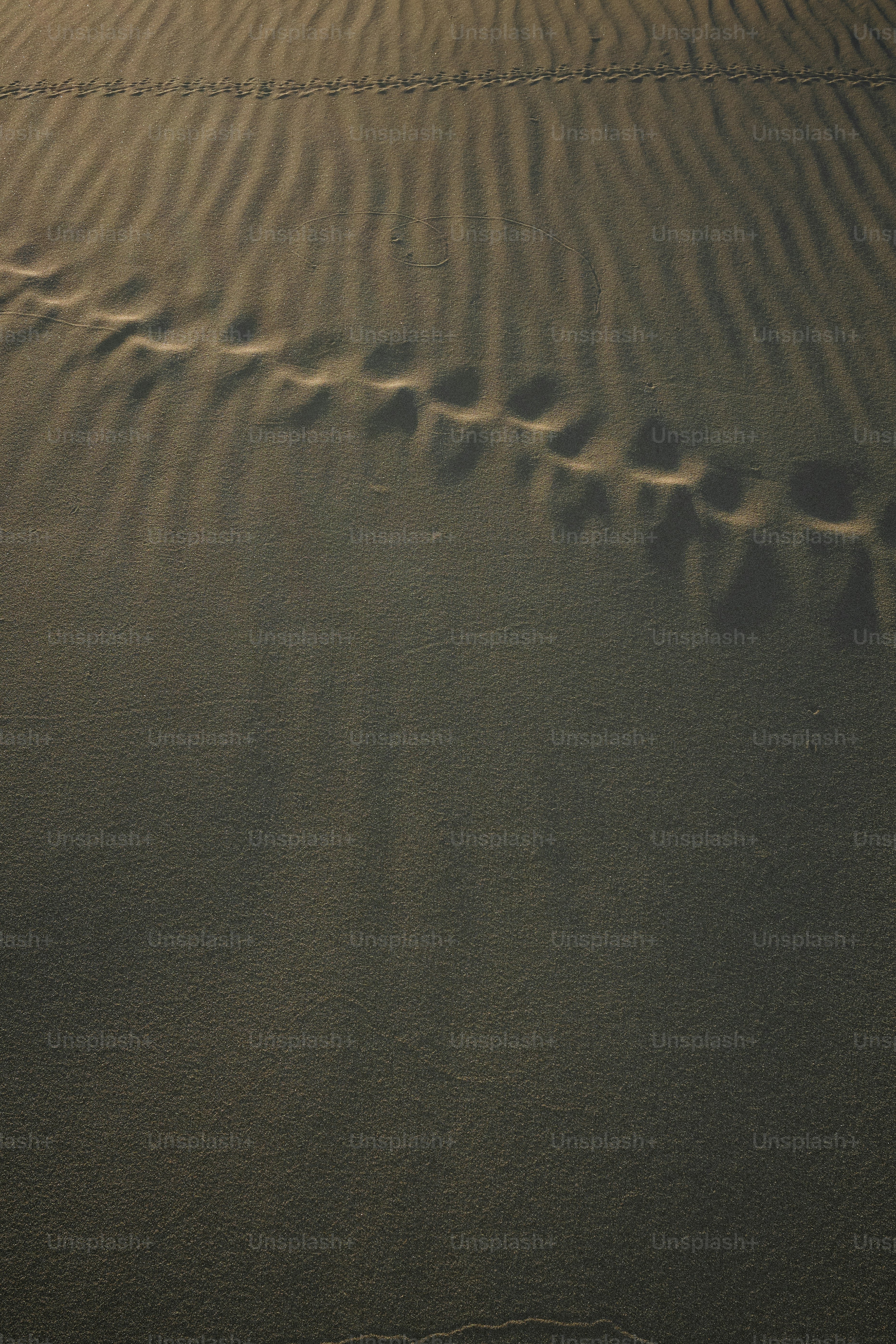 Una persona montada en una tabla de surf en la cima de una playa de arena