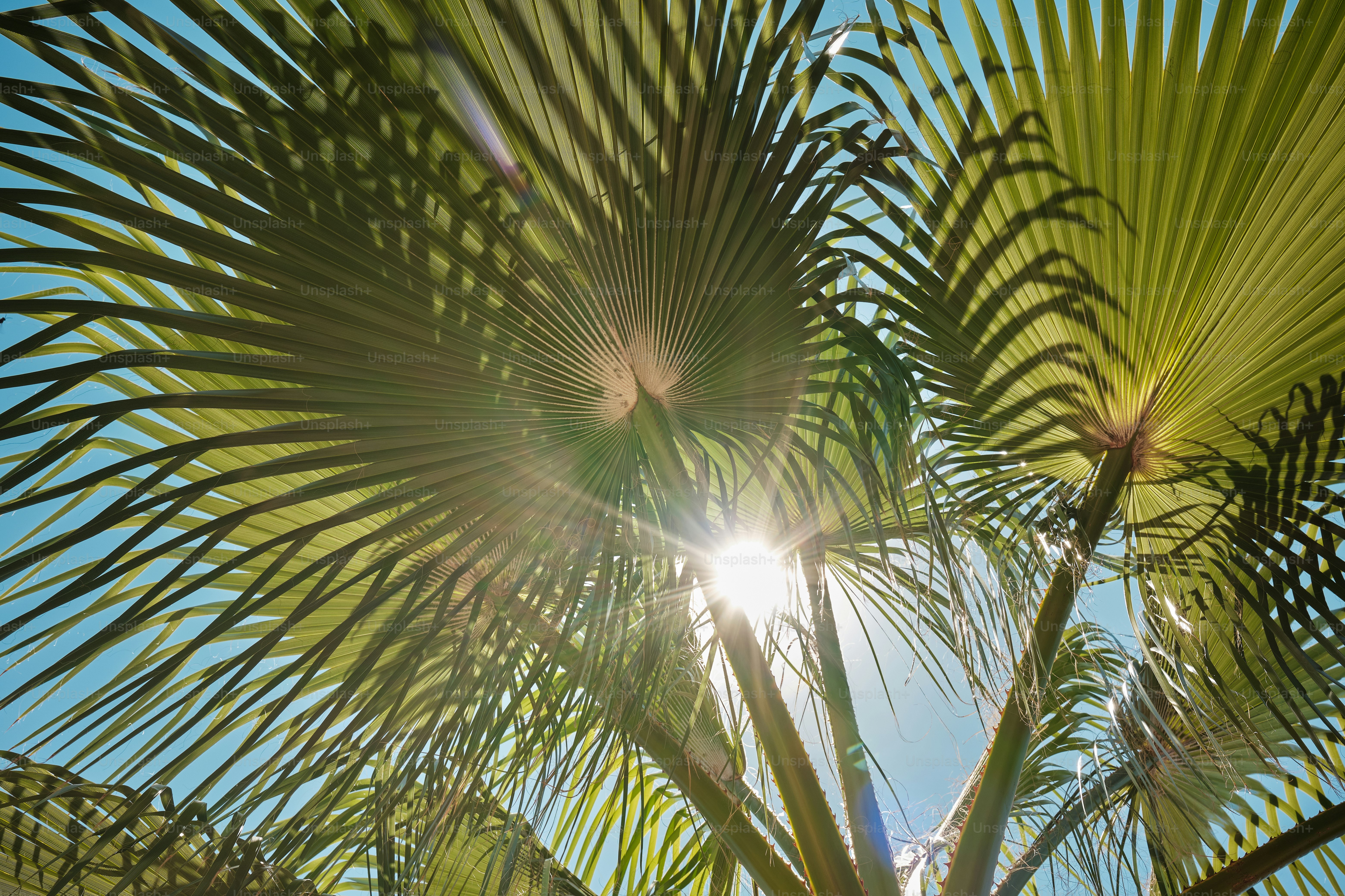 Die Sonne scheint durch die Blätter einer Palme