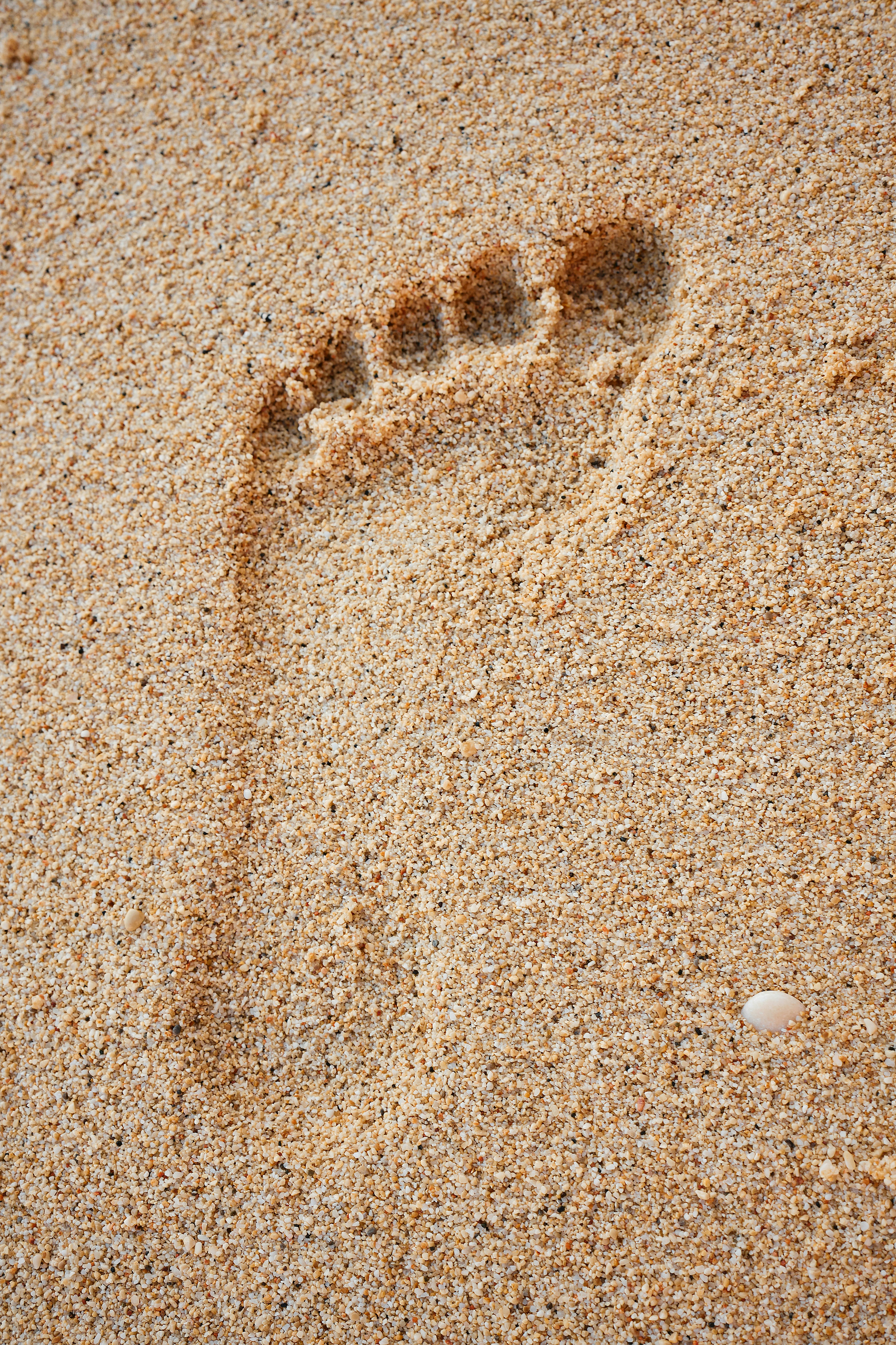 ビーチの砂に犬の足跡が