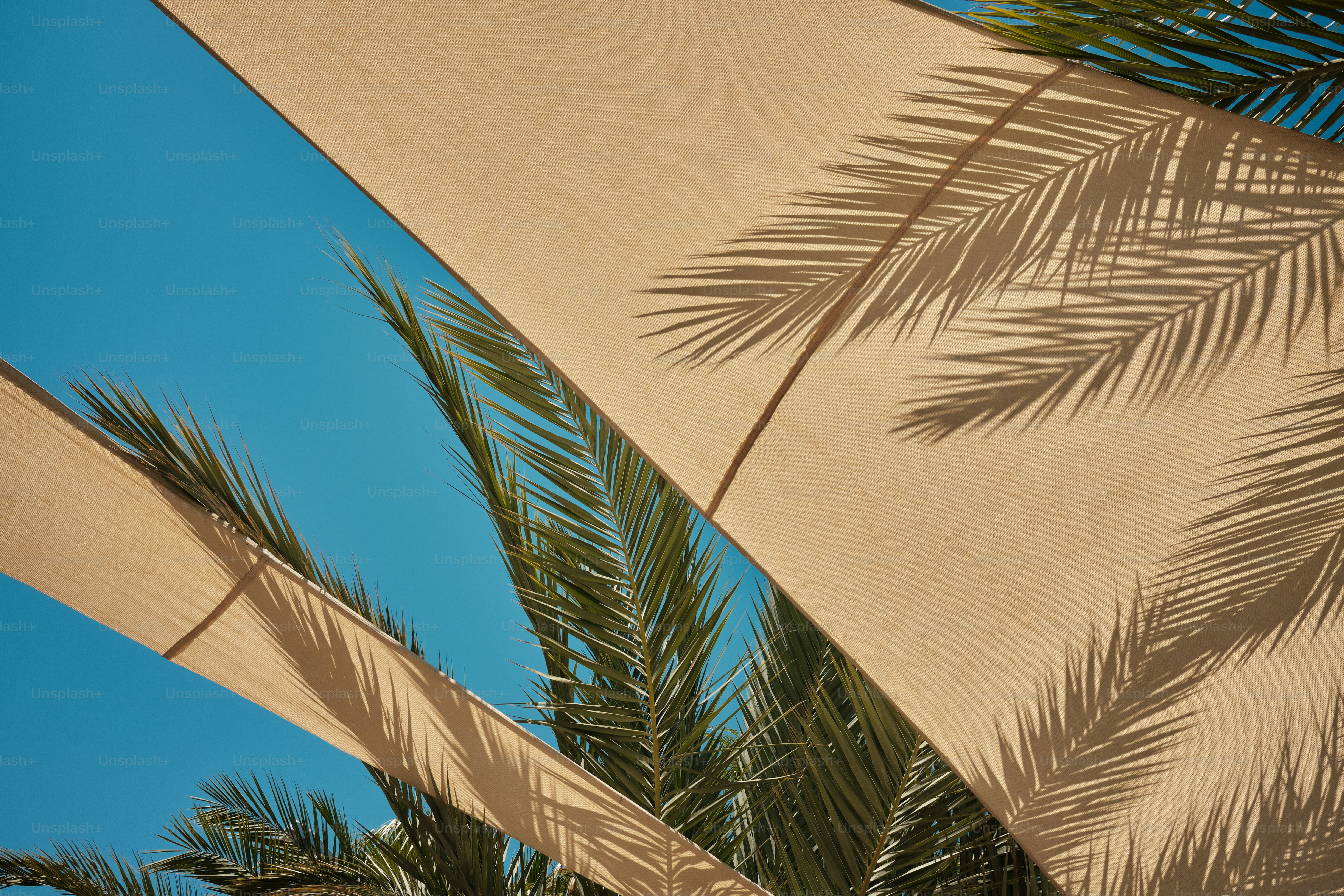 A close up of a palm tree with a blue sky in the background