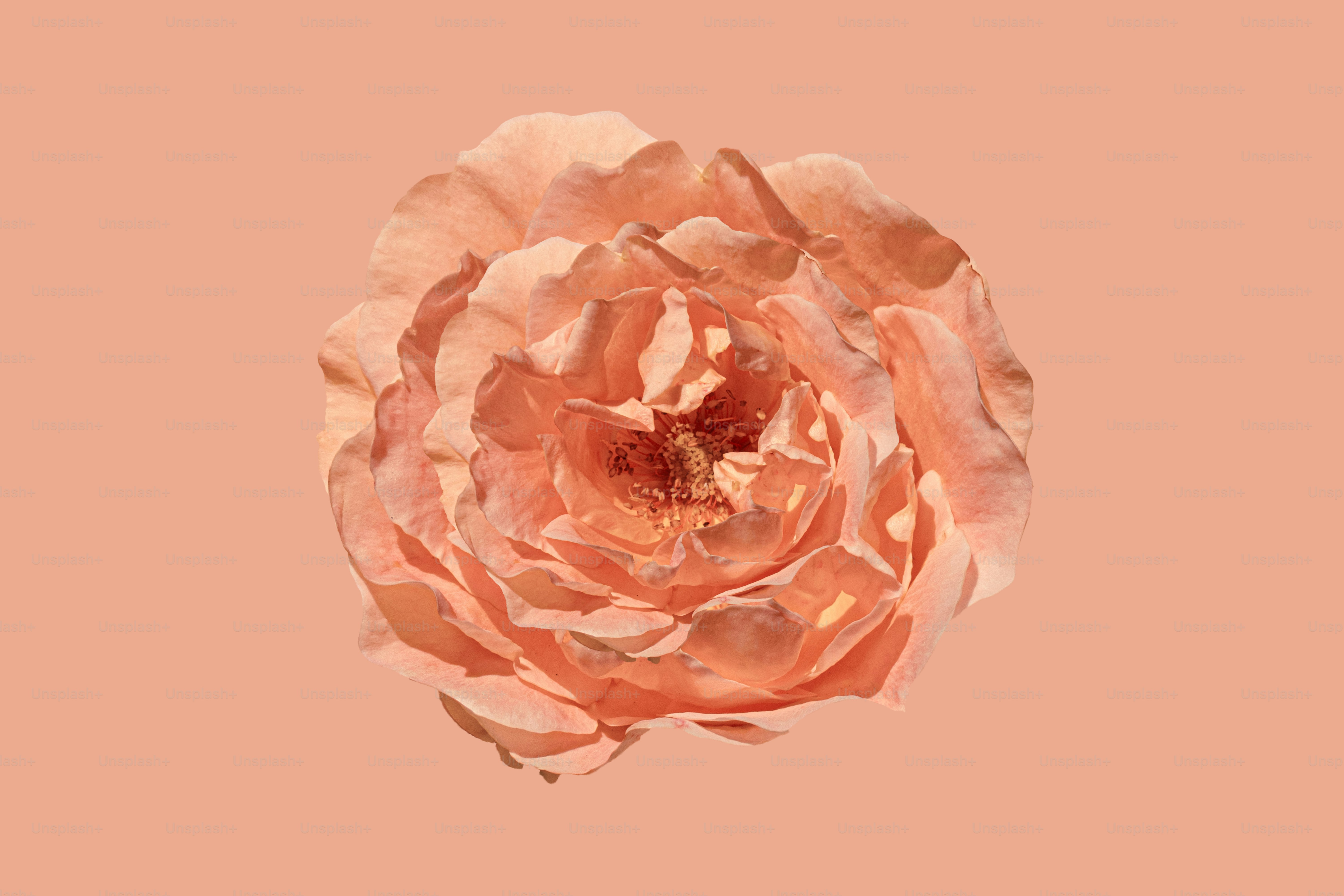 Une fleur rose sur fond rose photo – Image de Rose sur Unsplash, image size:3000x2000