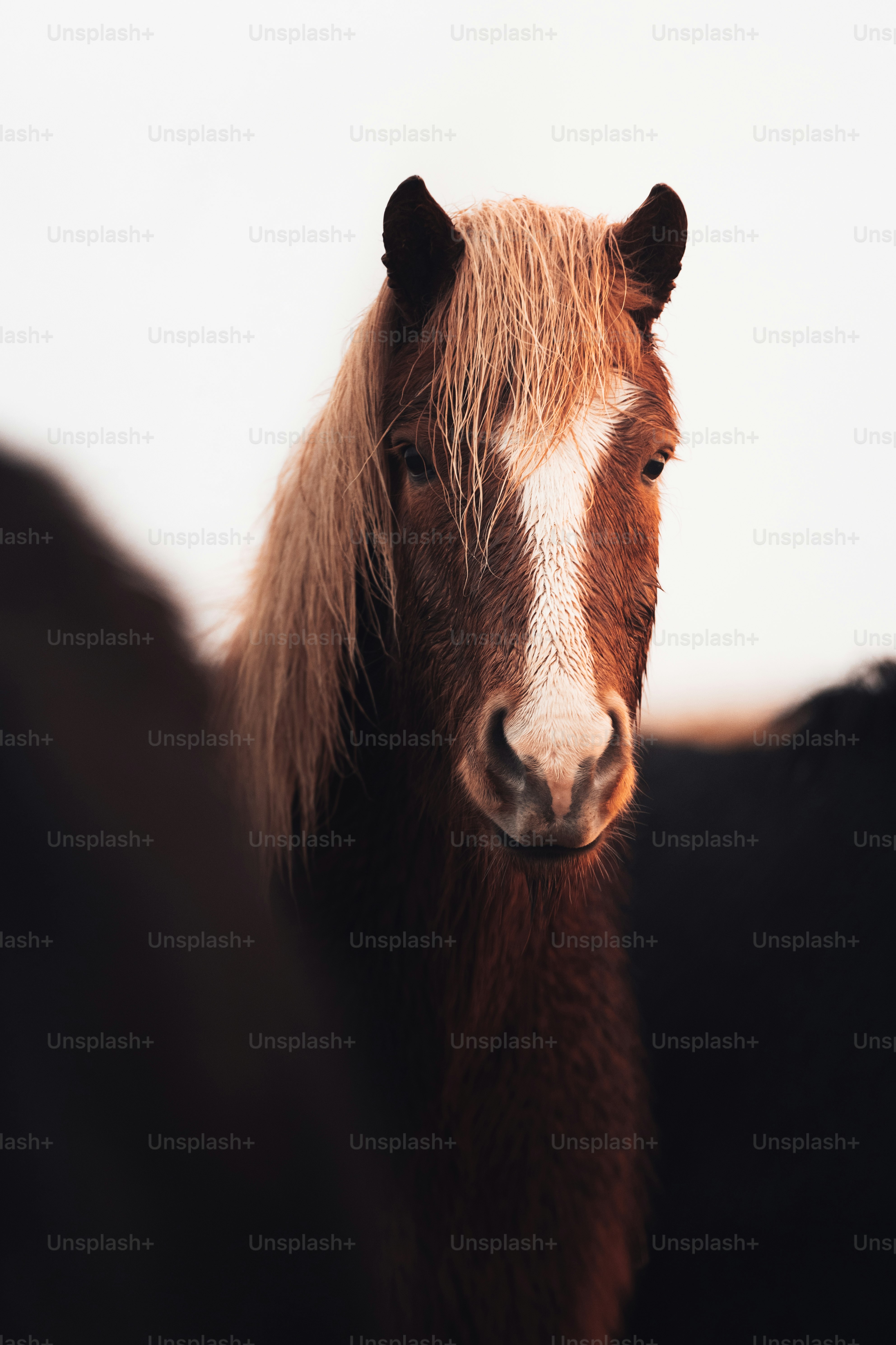A brown horse standing next to a black horse