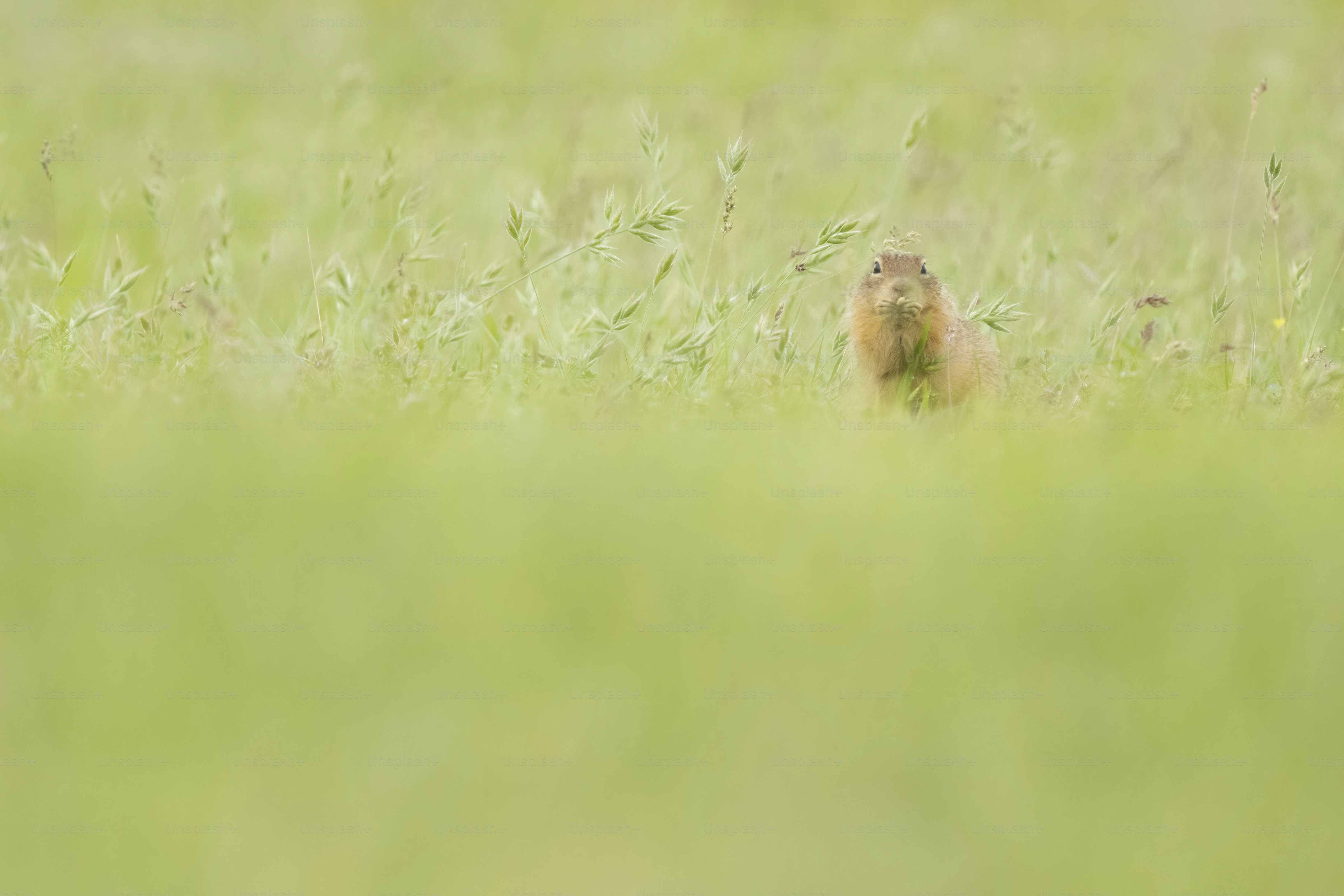 A small animal in a field of tall grass