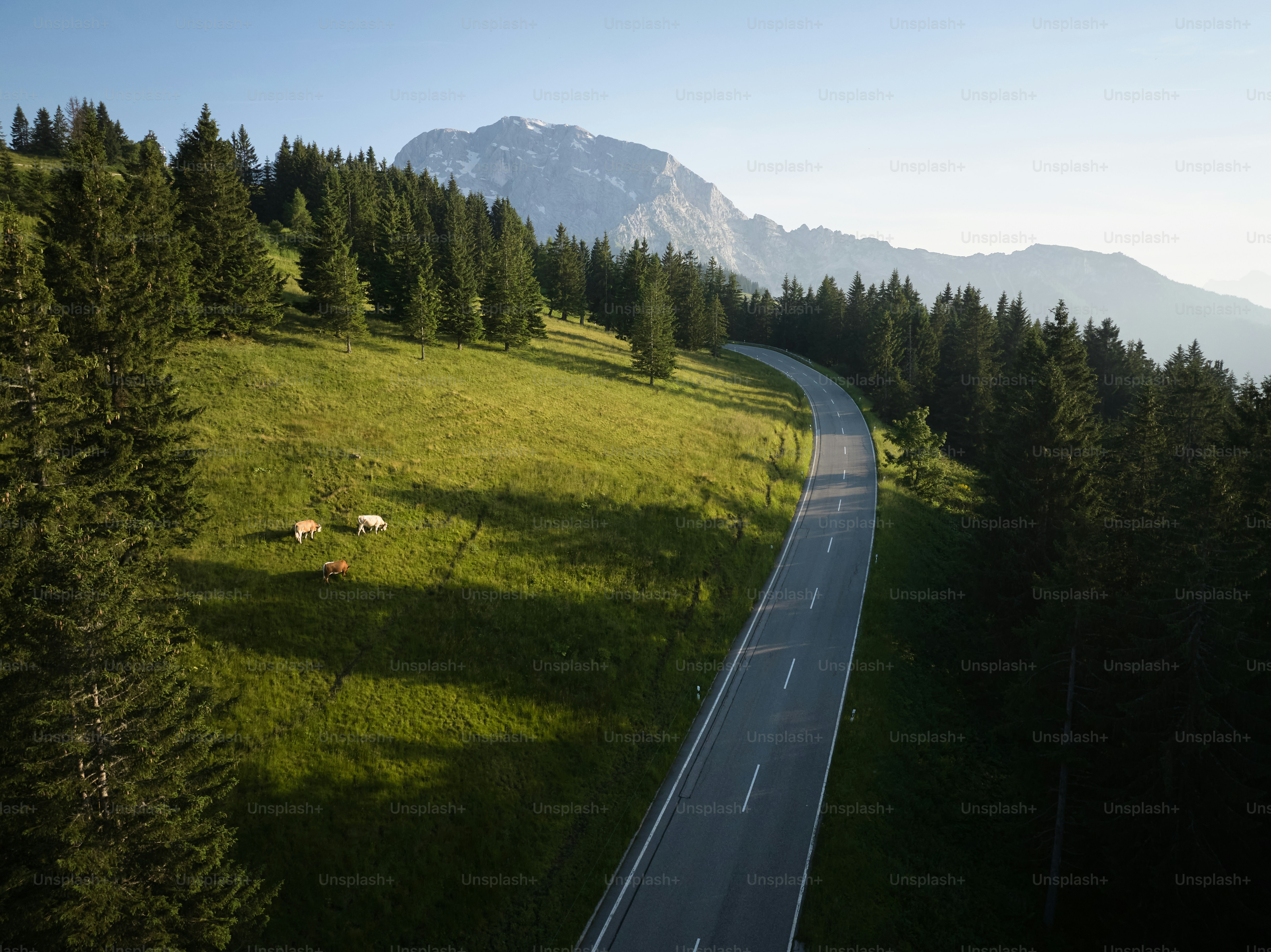 A winding road in the middle of a forest