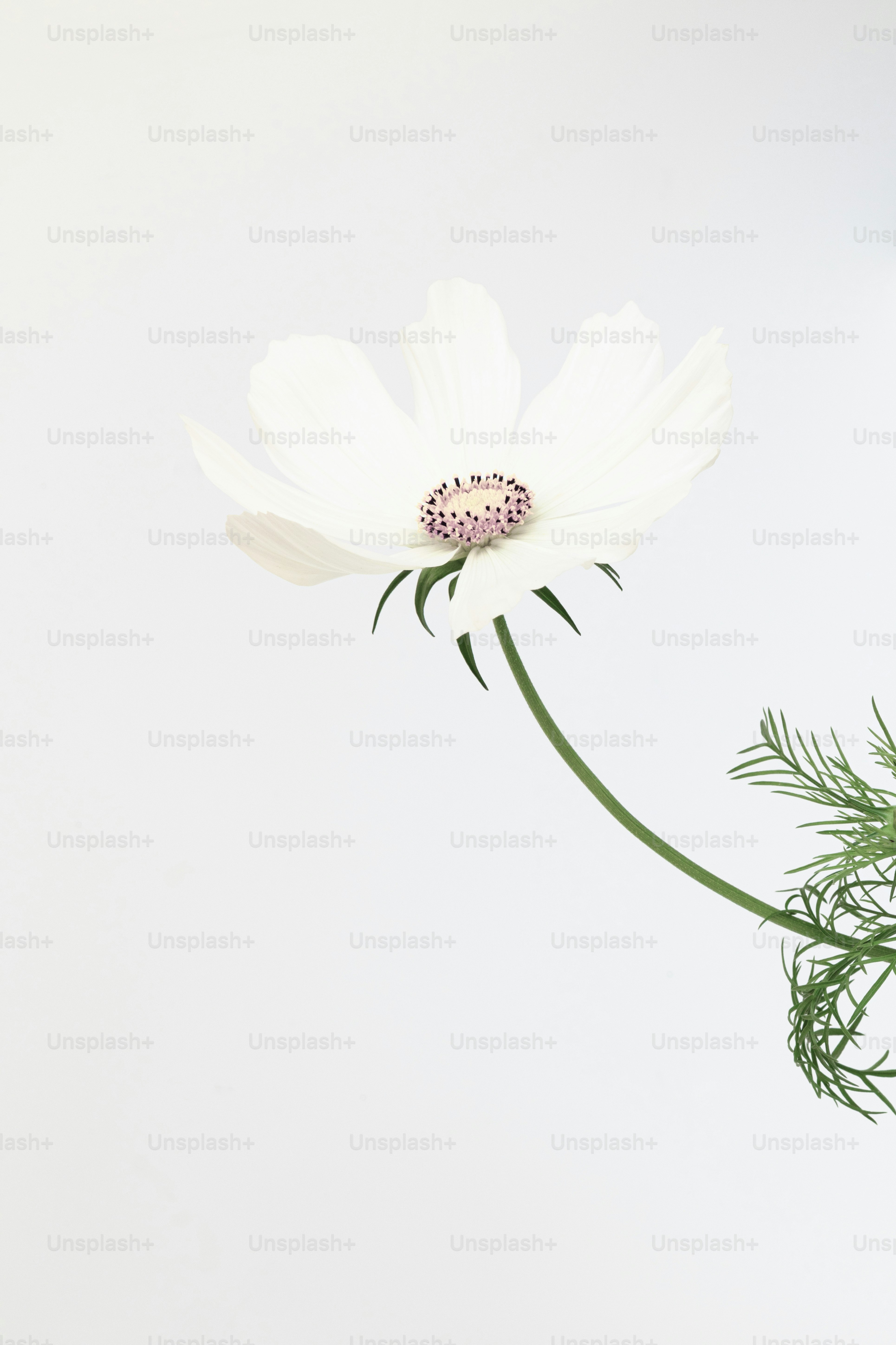 A white flower with a green stem on a white background