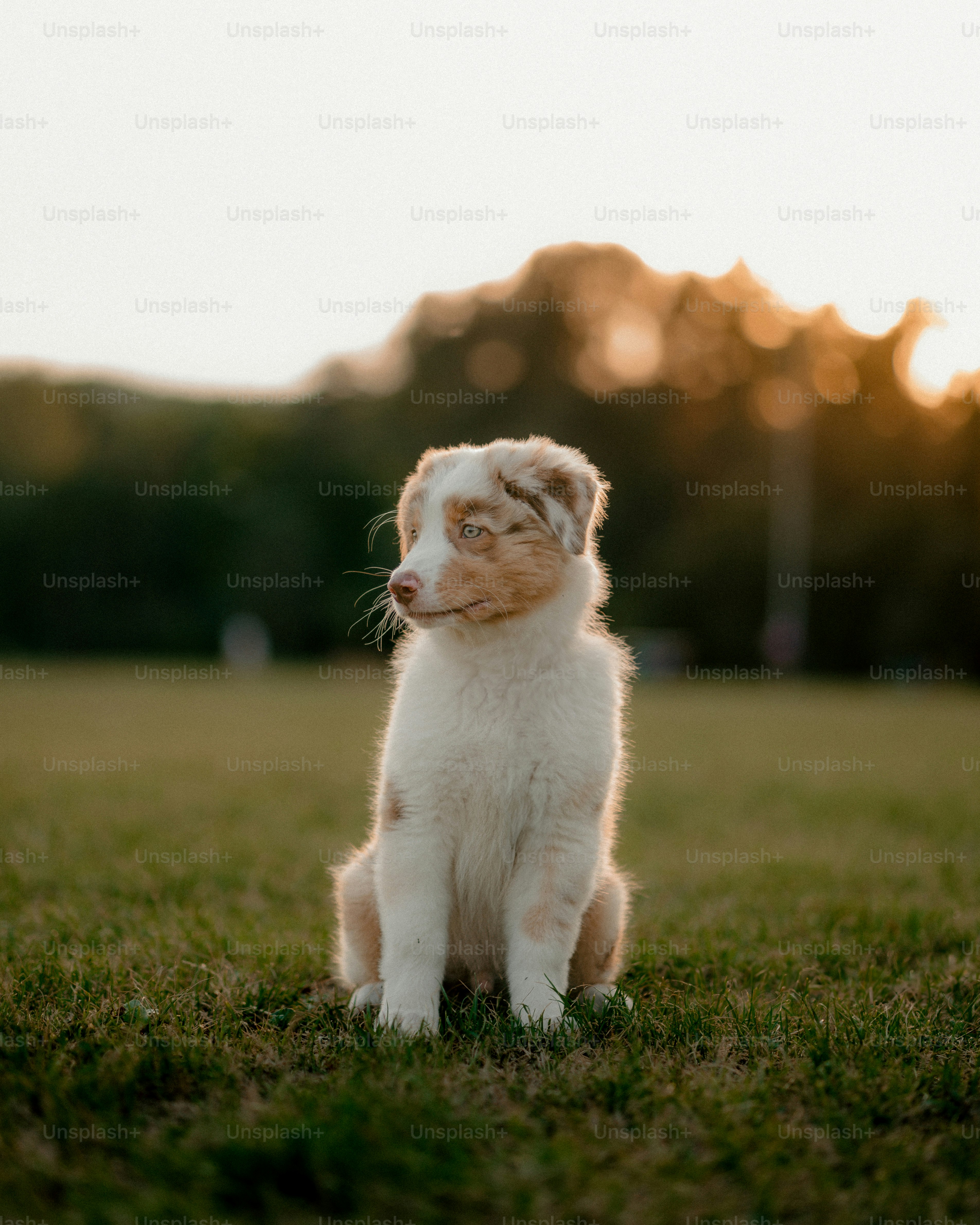 Dogecoin Draws New Attention As Open Interest Tops $3 Billion