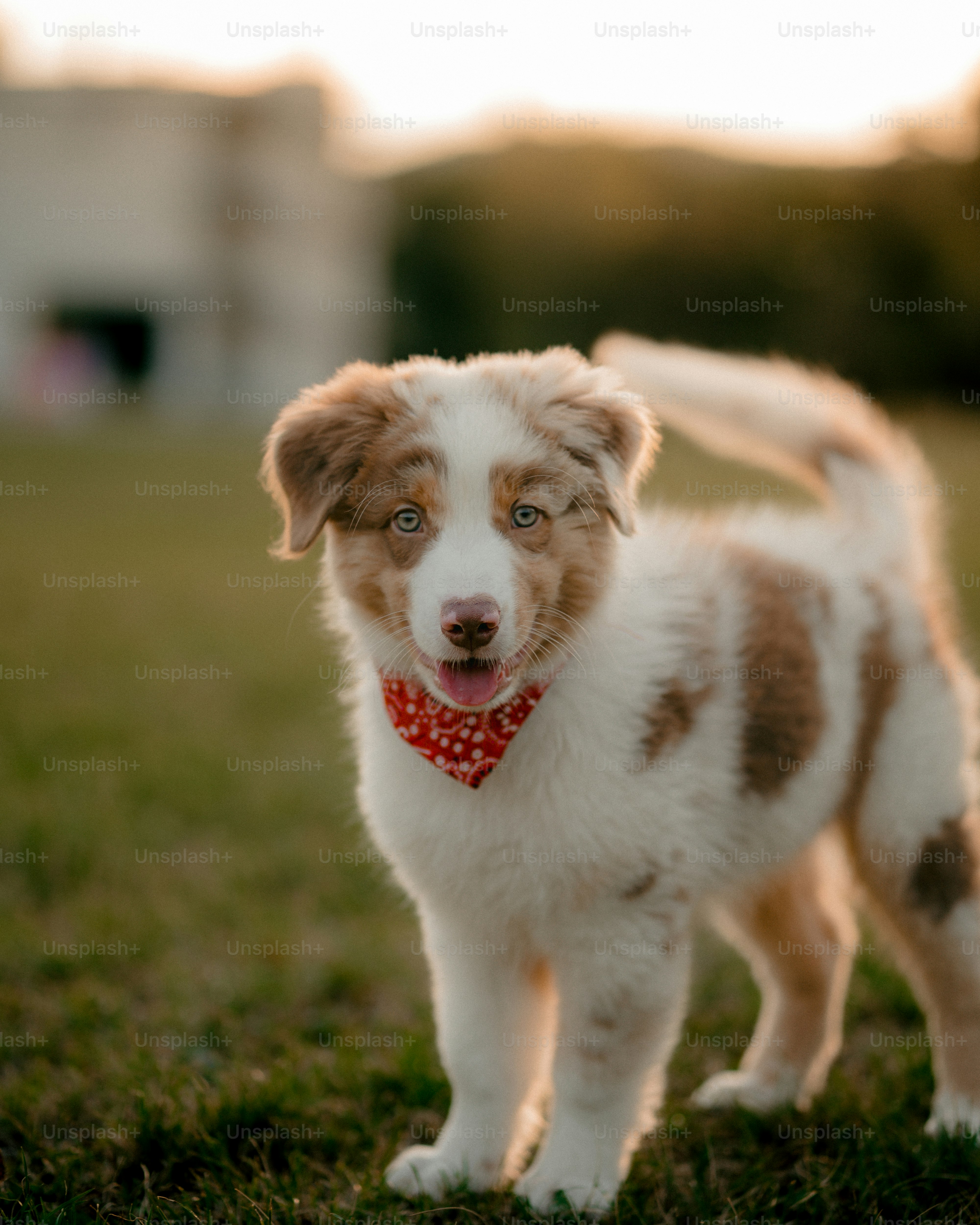 Un perro marrón y blanco parado en la cima de un exuberante campo verde