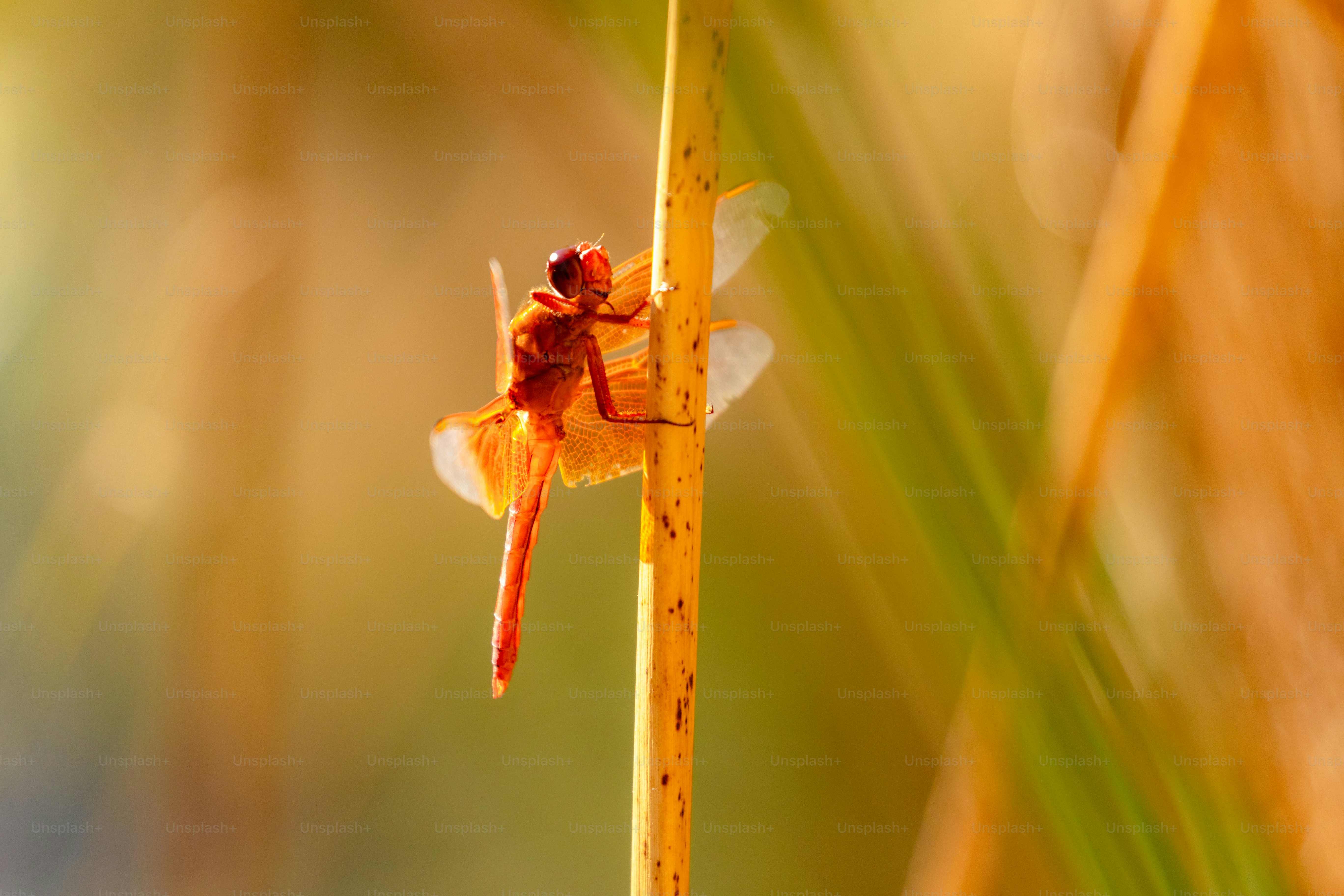 A close up of a small insect on a plant