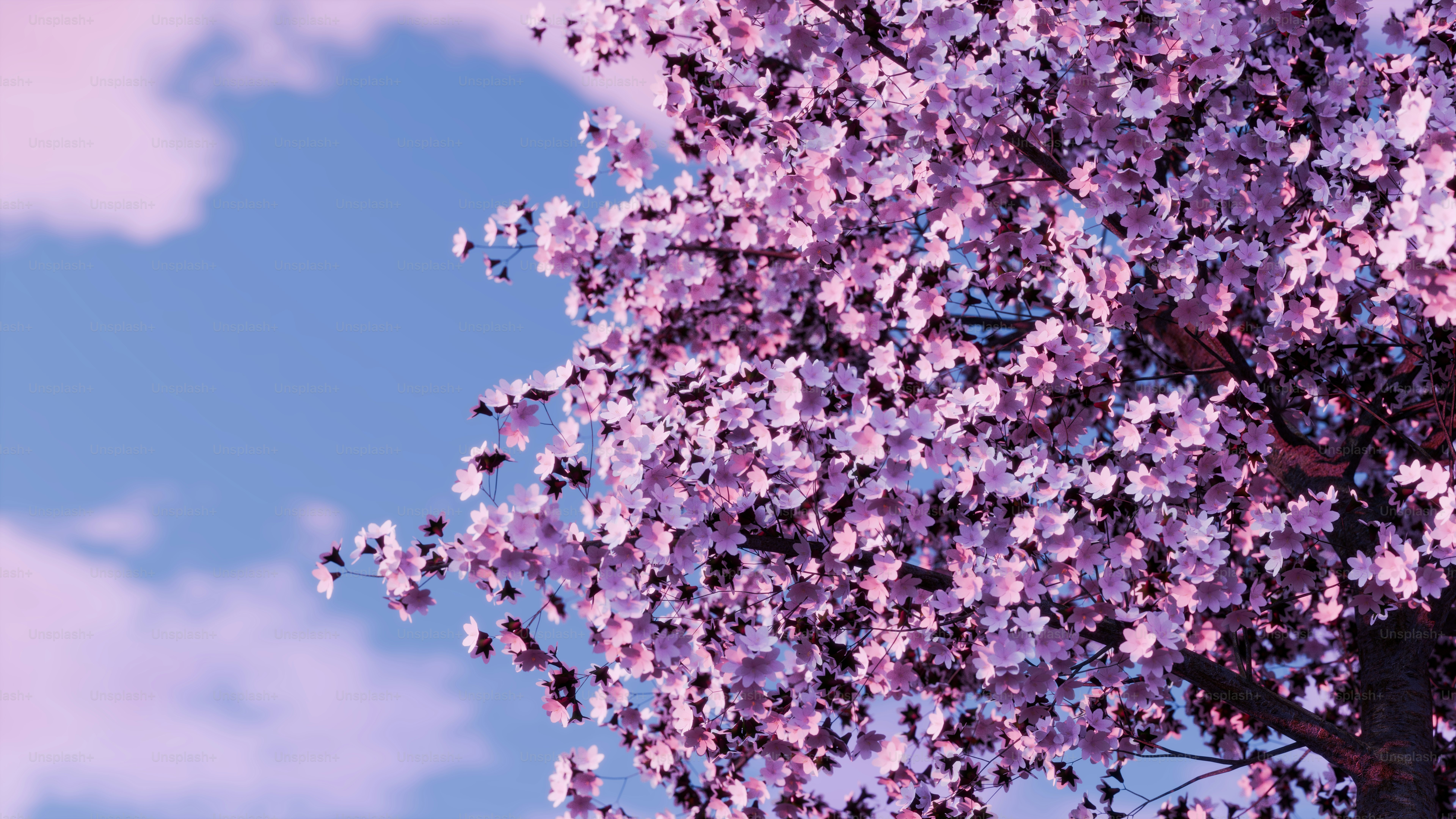 Cherry Blossom Wallpapers: Free HD Download [500+ HQ] | Unsplash