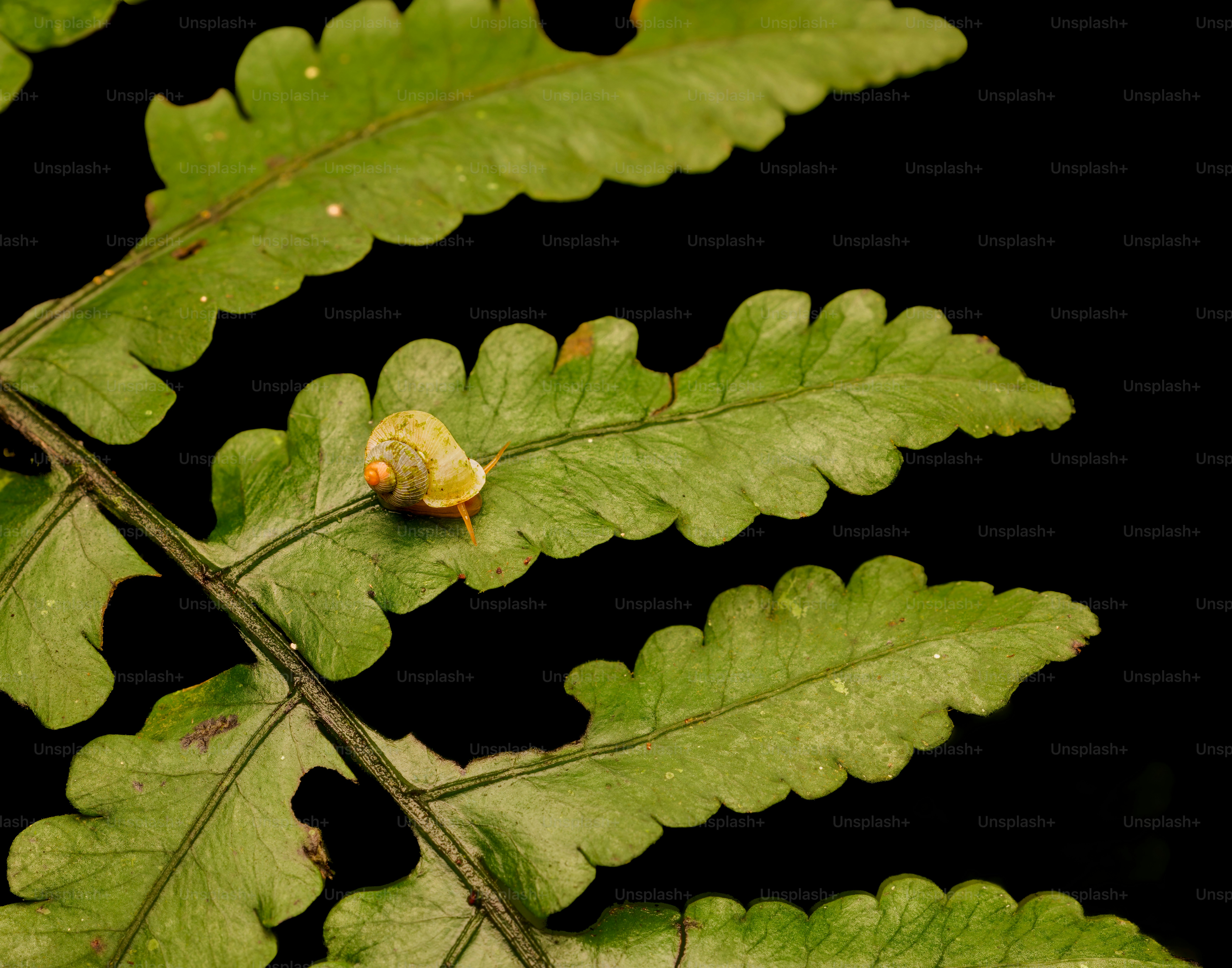 A close up of a leaf with a bug crawling on it