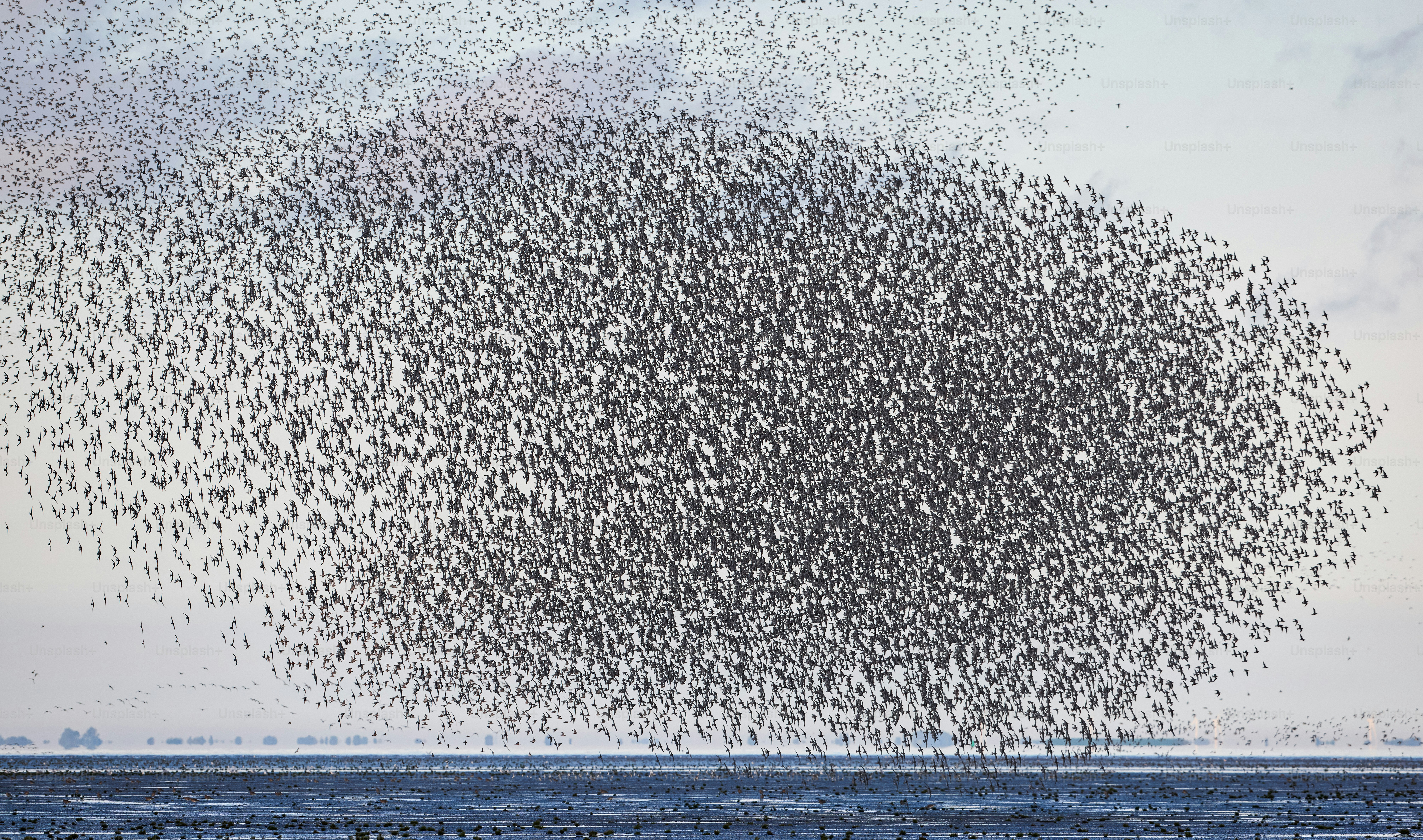 Una gran bandada de pájaros volando sobre un cuerpo de agua