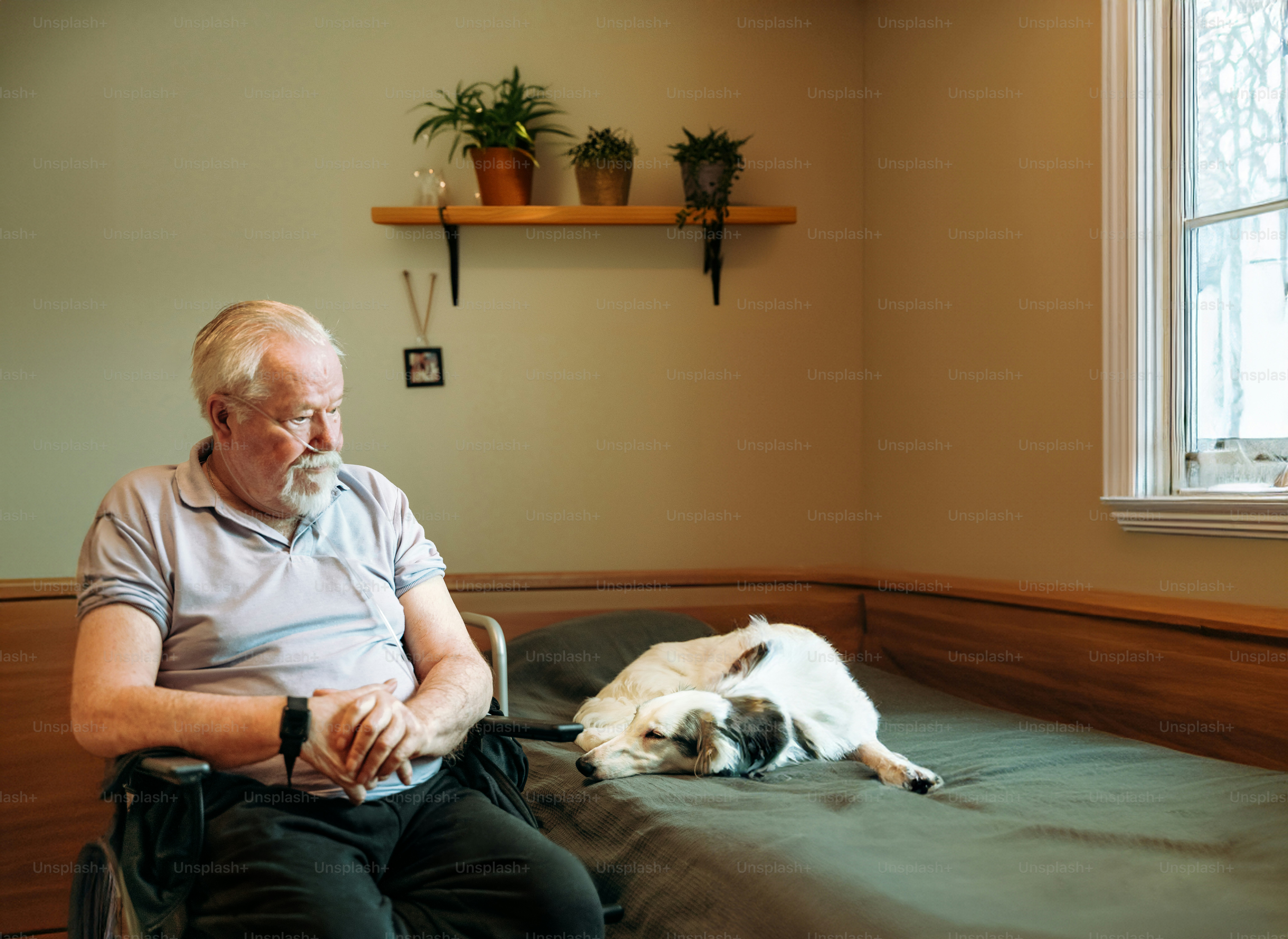 A man sitting in a wheel chair next to a dog