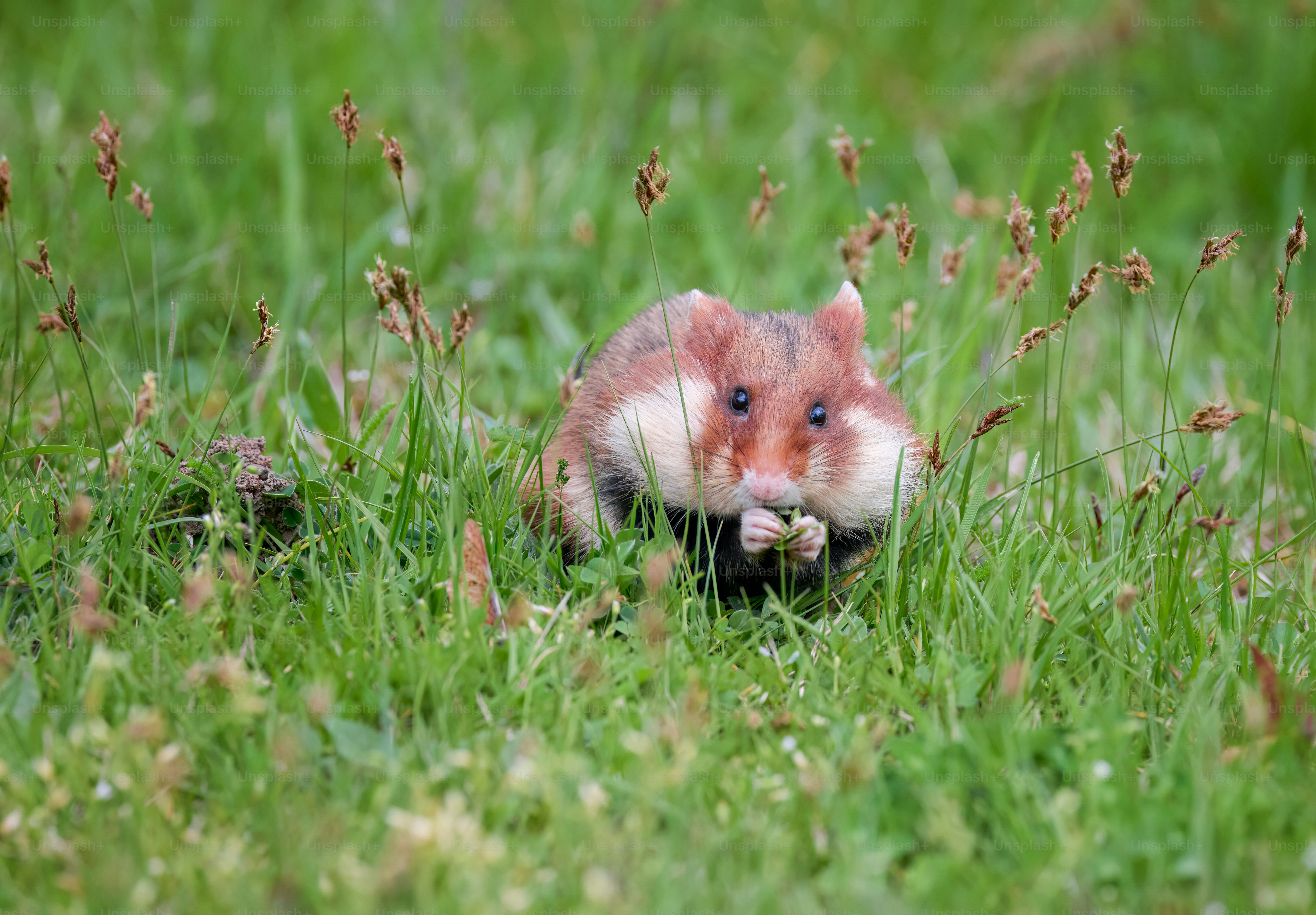 A hamster is hiding in the grass