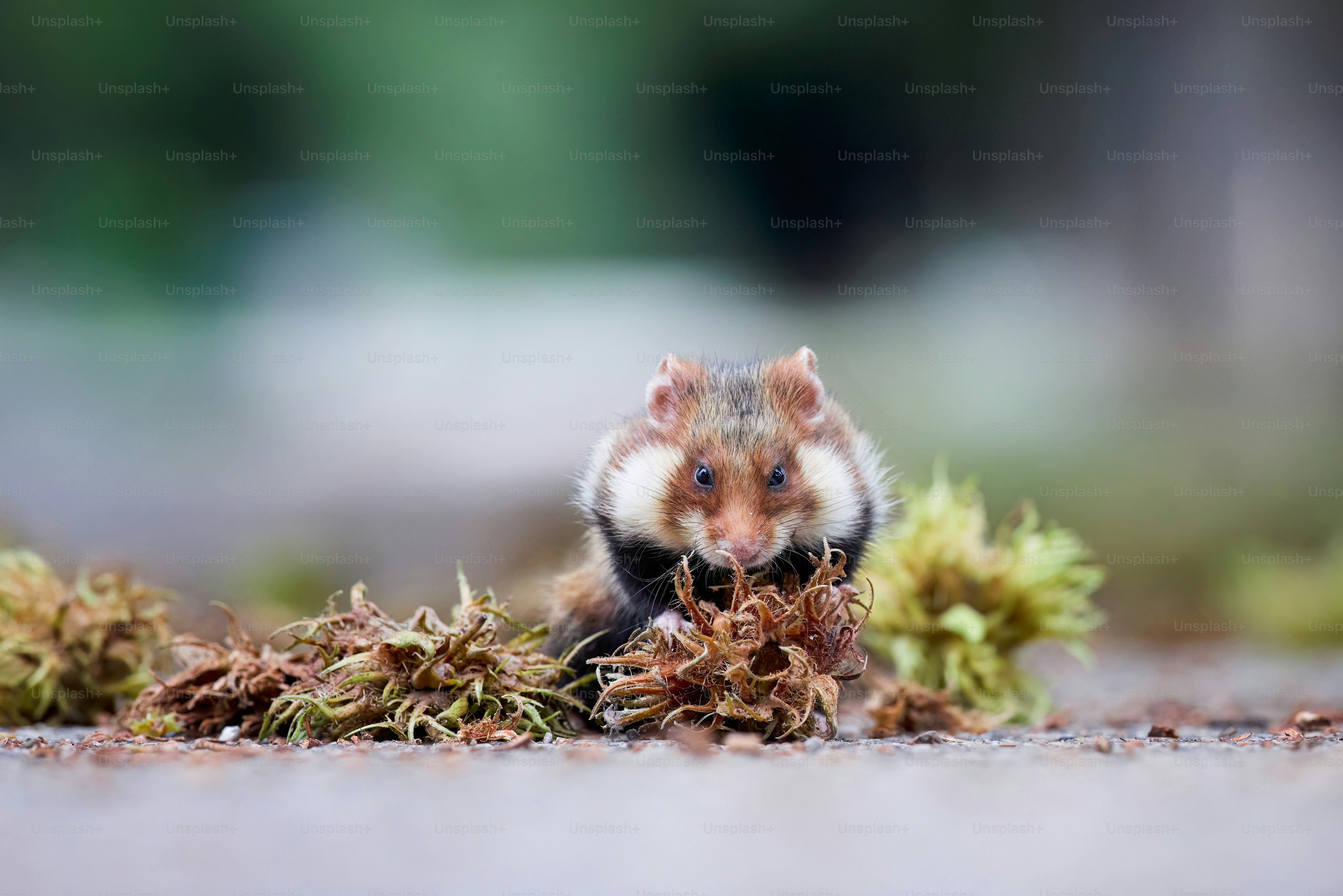 A small rodent sitting on top of a pile of leaves
