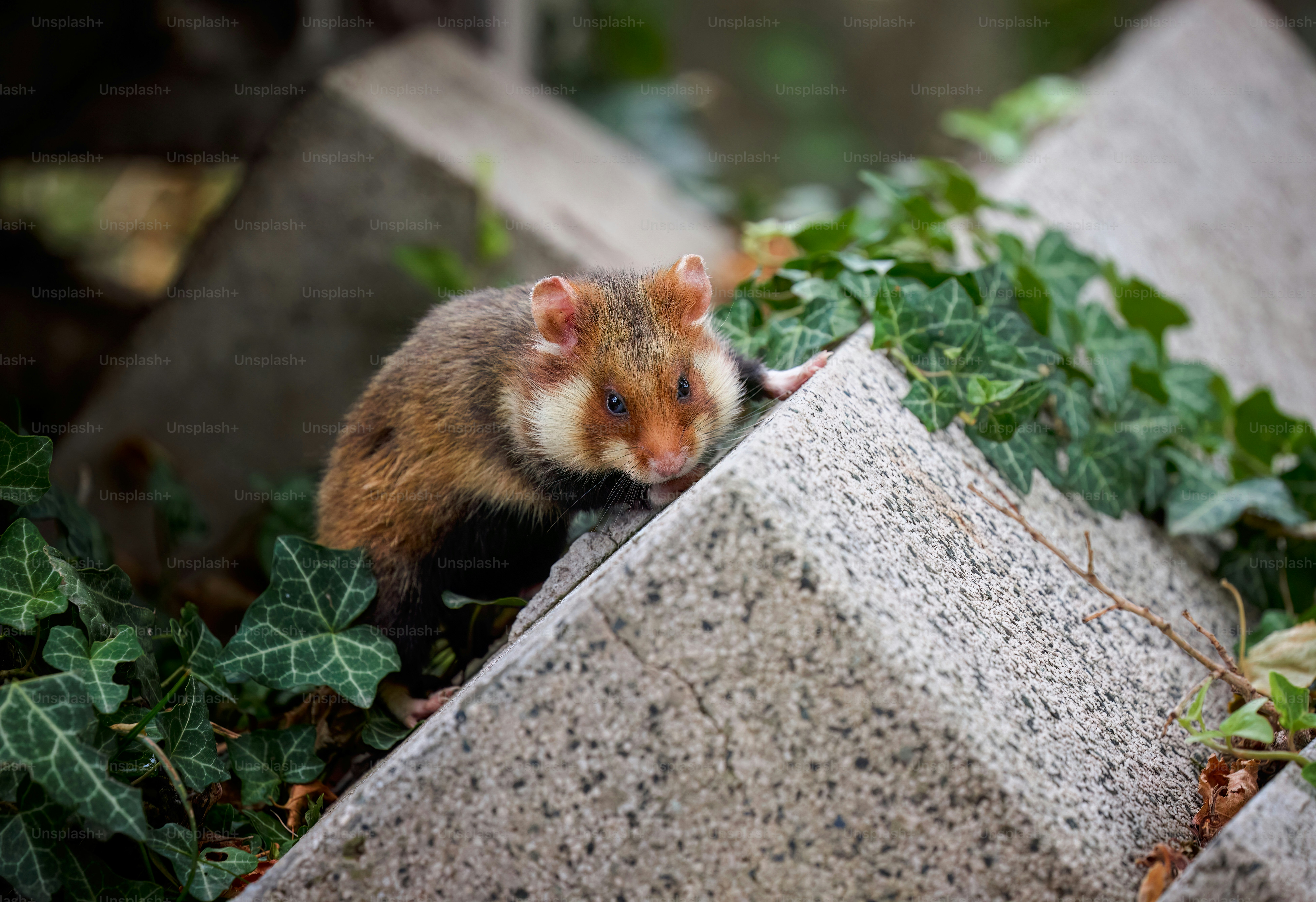 A small rodent climbing up the side of a rock