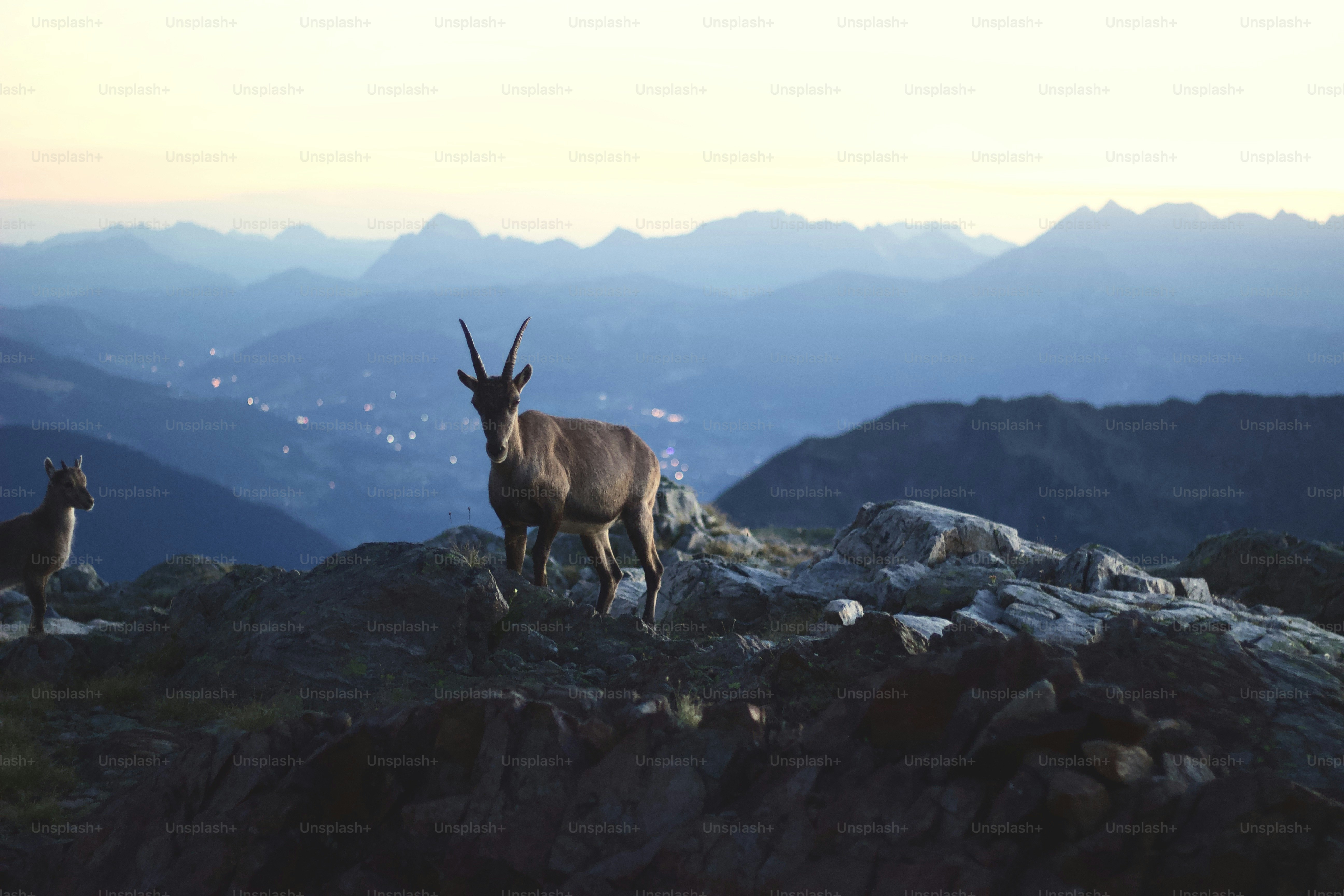 Um par de animais que estão sobre uma montanha